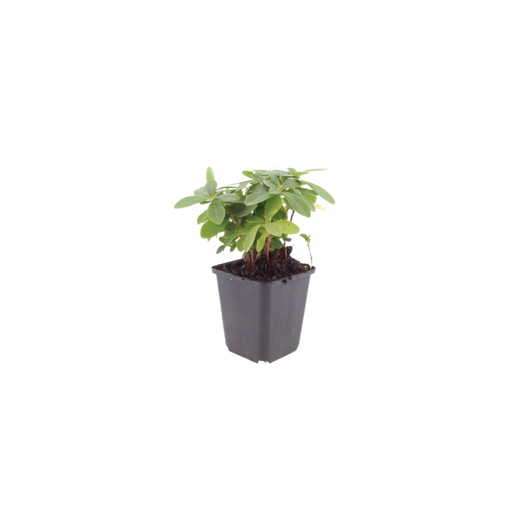 6x Euphorbia amygdal. robbiae - ↕10-25cm - Ø9cm