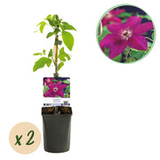 Clematis Westerplatte - Bloem Rood - Weinig onderhoud -2 planten -  Pot 11cm Hoogte 40cm