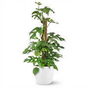 Mini Gatenplant - Monstera Minima Mosstok - Groen - Weinig onderhoud - 1 Plant - met Potter Wit - Pot 19cm - Hoogte 90cm