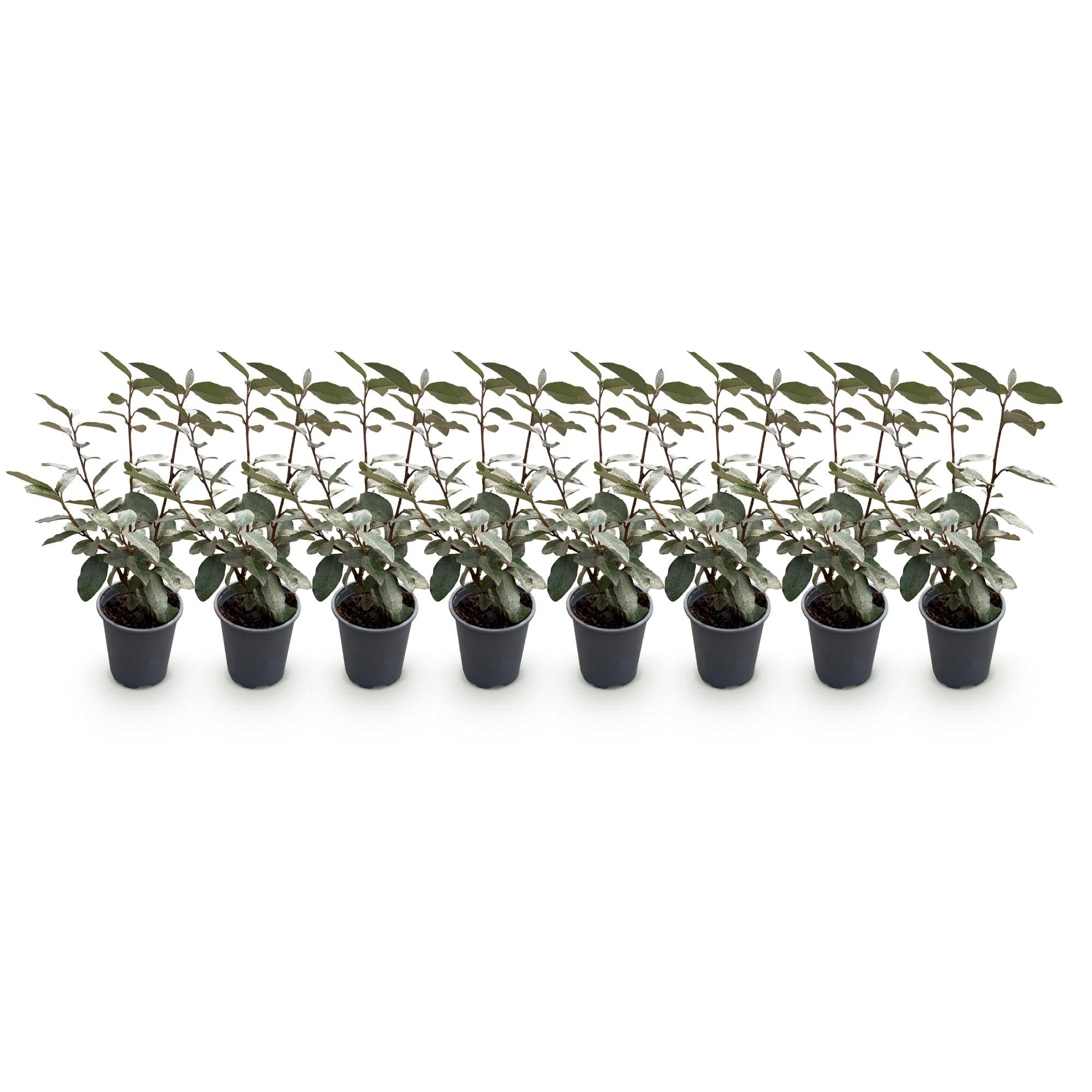 Eleagnus ebbingei Compacta - Blad Grijs - 8 Planten - 1 Strekkende Meter - Groenblijvend - Pot 9cm Hoogte 30-35cm