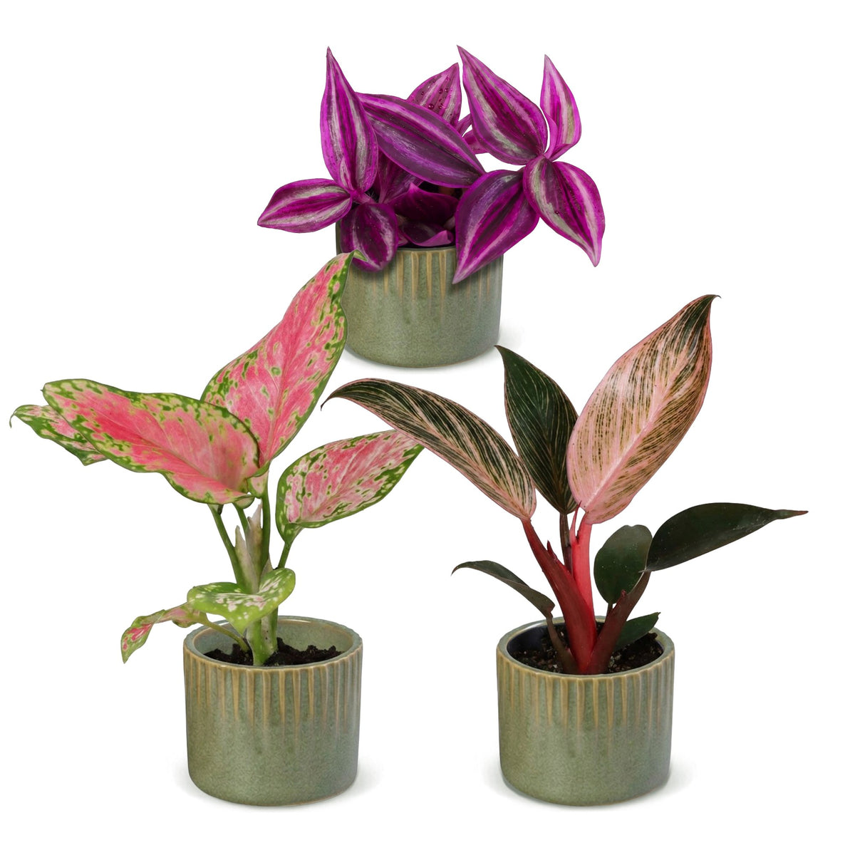 Baby Planten Paradise Mix - Diversen 3x - Tropisch - incl. Linnea Olive - Ø6cm - ↕10-15cm