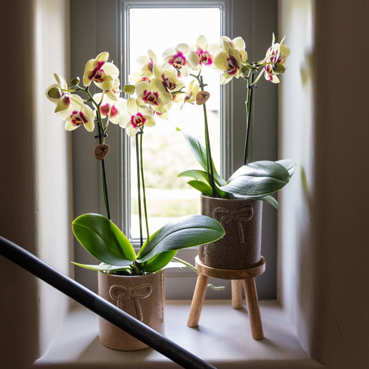 Kolibri Orchids | Combi Deal - 2 Geel-Rode Phalaenopsis Orchideeën Diamond Uruguay - Ø9 cm