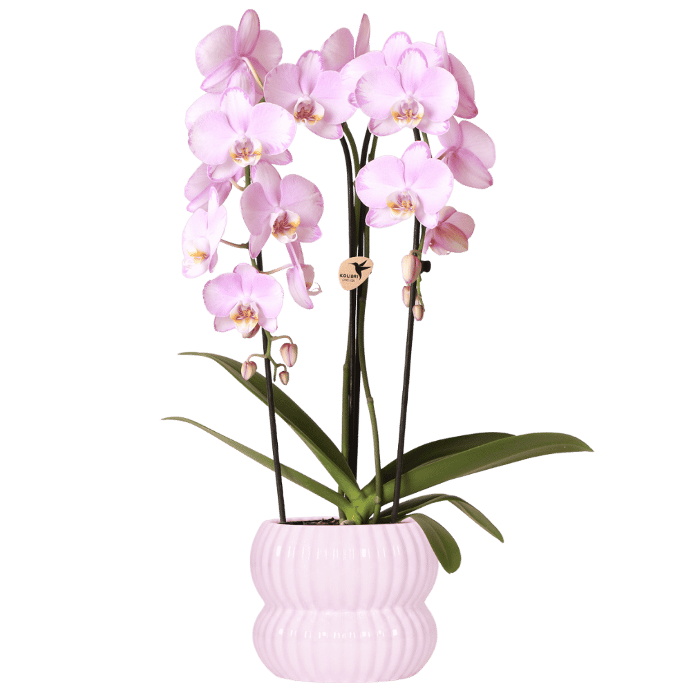 Kolibri Orchids | Roze Niagara Falls orchidee + Horizon sierpot lichtroze – potmaat Ø12cm
