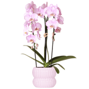 Kolibri Orchids | Roze Niagara Falls orchidee + Horizon sierpot lichtroze – potmaat Ø12cm