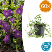 60x Vinca minor 'Atropurpurea', - ↕10-25cm - Ø9cm