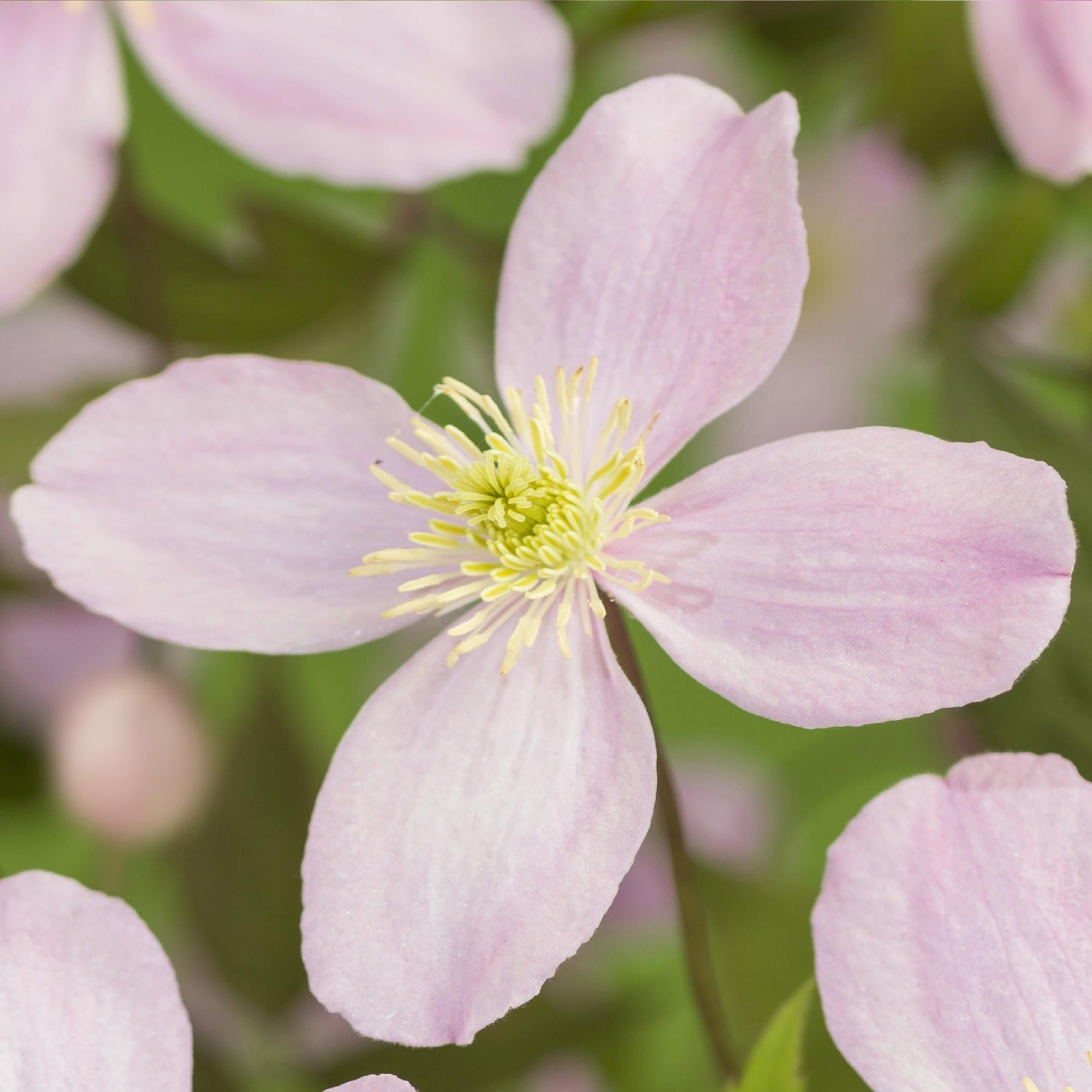 Green boutiQ – Kletterpflanze – Clematis montana Rubens – Blüte: Rosa – Frühblühend – Pflegeleicht – 2 Pflanzen – Topf: 11 cm, Höhe: 40 cm