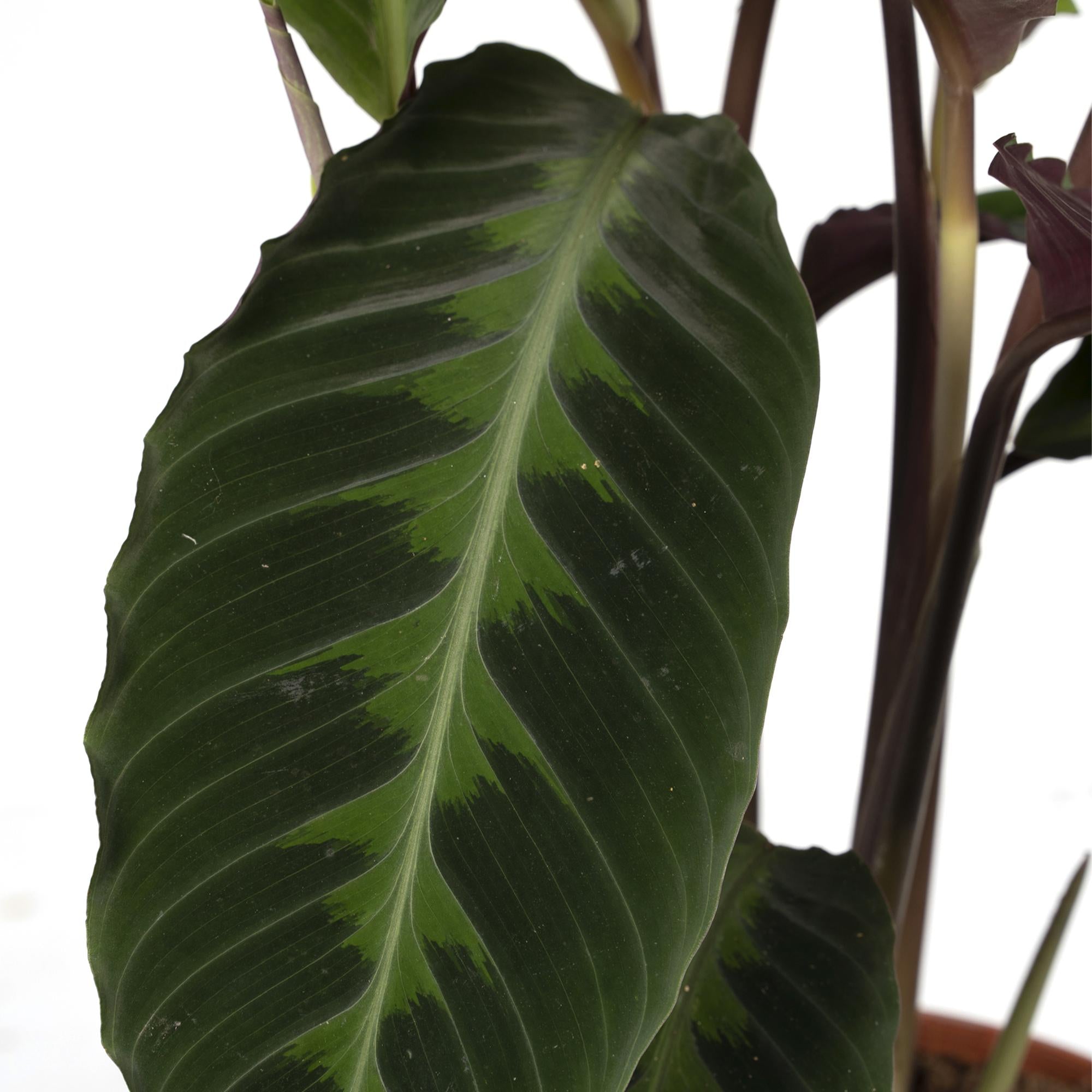 Calathea Warscewiczii - Planta pavo real - Ø19cm - ↕70cm