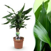 Dracaena fragrans Steudneri - Drakenbloedboom - Weinig onderhoud - Groen - 1 Plant - Pot 17cm - Hoogte 50-55cm