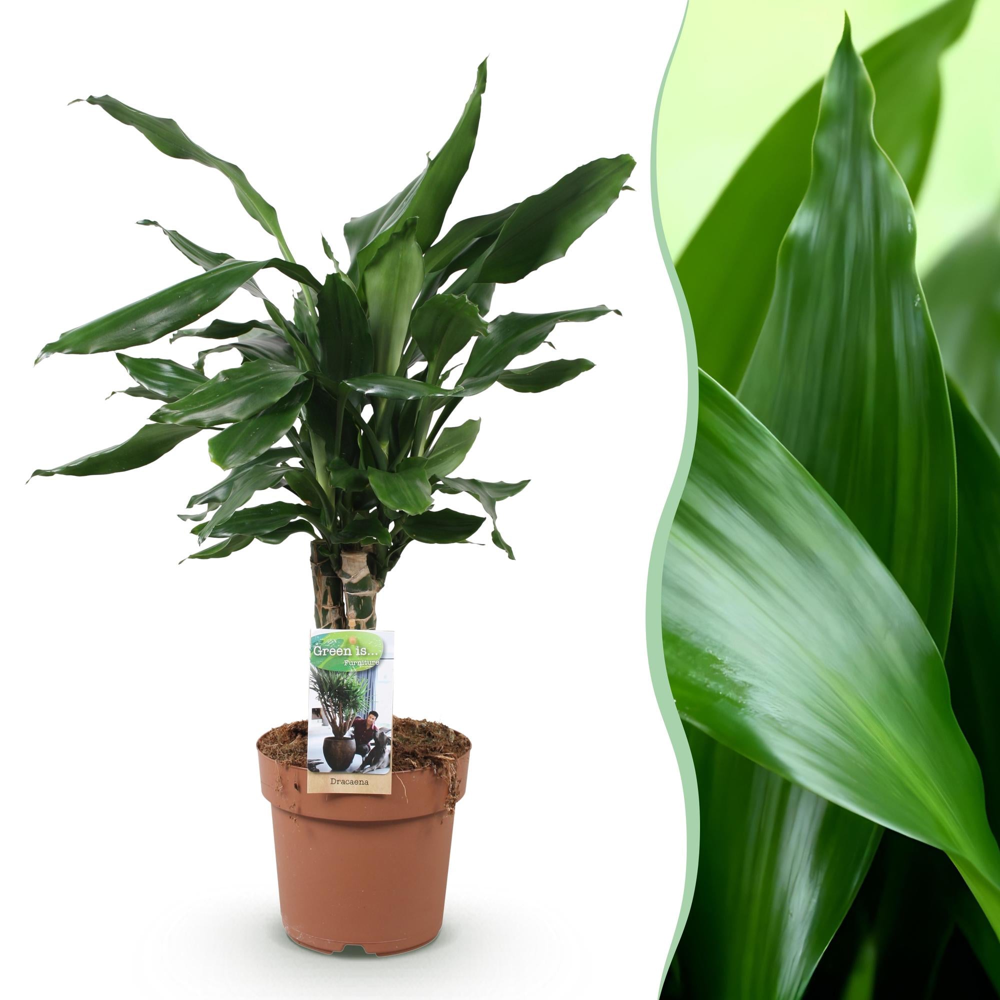 Dracaena fragrans Steudneri - Drakenbloedboom - Weinig onderhoud - Groen - 1 Plant - Pot 17cm - Hoogte 50-55cm