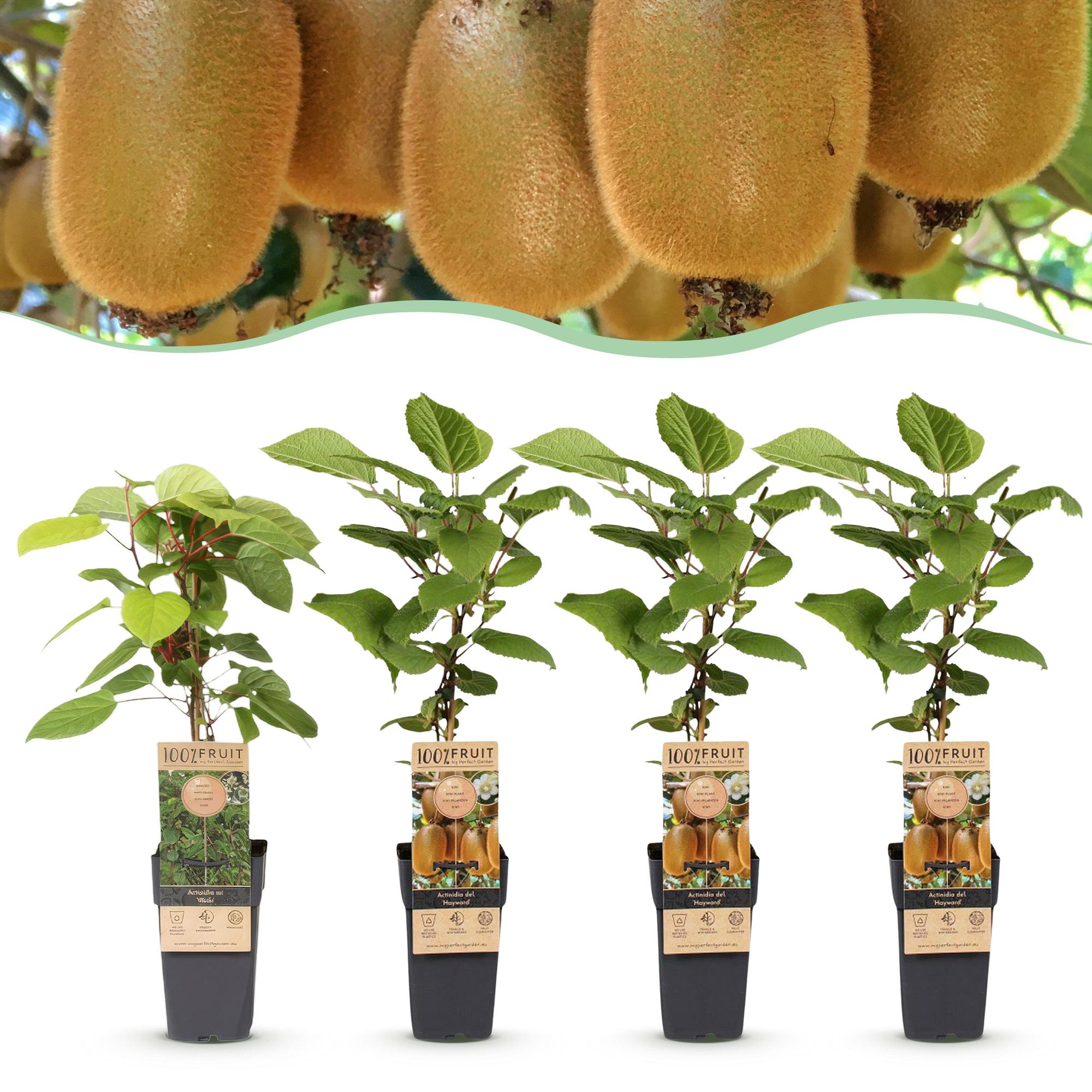 Actinidia Weiki & Hayward - Kiwiplant - 1 Mannelijke - 3 Vrouwelijke - Planten - Groen - Pot 15cm - Hoogte 50cm