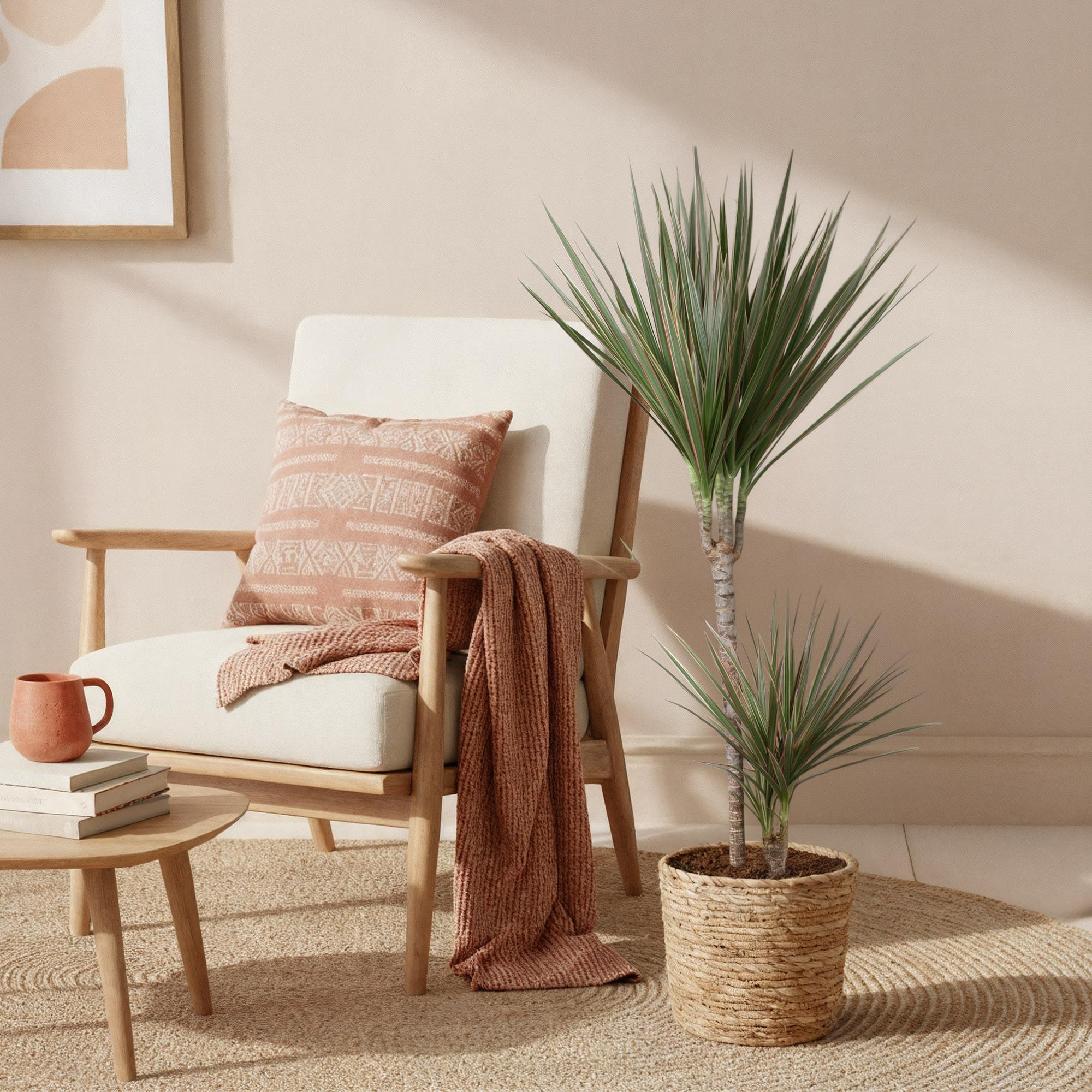 Dracaena Marginata Bicolor - Drakenbloedboom - Weinig onderhoud - met mand - Groen - 1 Plant - Pot 21cm - Hoogte 90-100cm