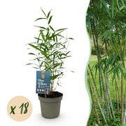 Bamboe - Fargesia Blue Dragon - Bladhoudend - Niet Woekerend - Groen - 18 Planten - Pot 14cm - Hoogte 35cm
