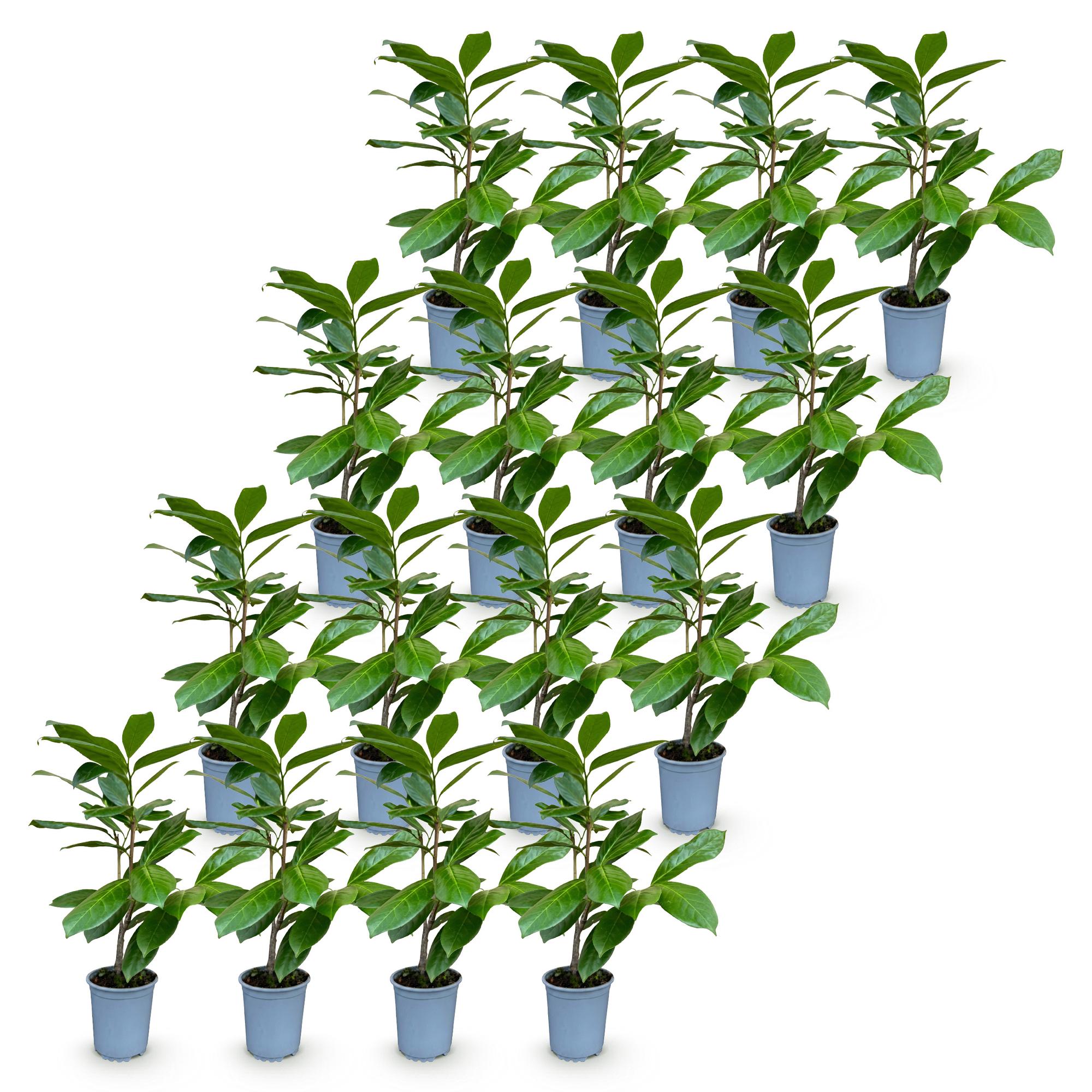 Prunus laur. Rotundifolia - Laurierkers 16x - Haagplanten - Groenblijvend - Groen - Pot 9cm - Hoogte 25-35cm