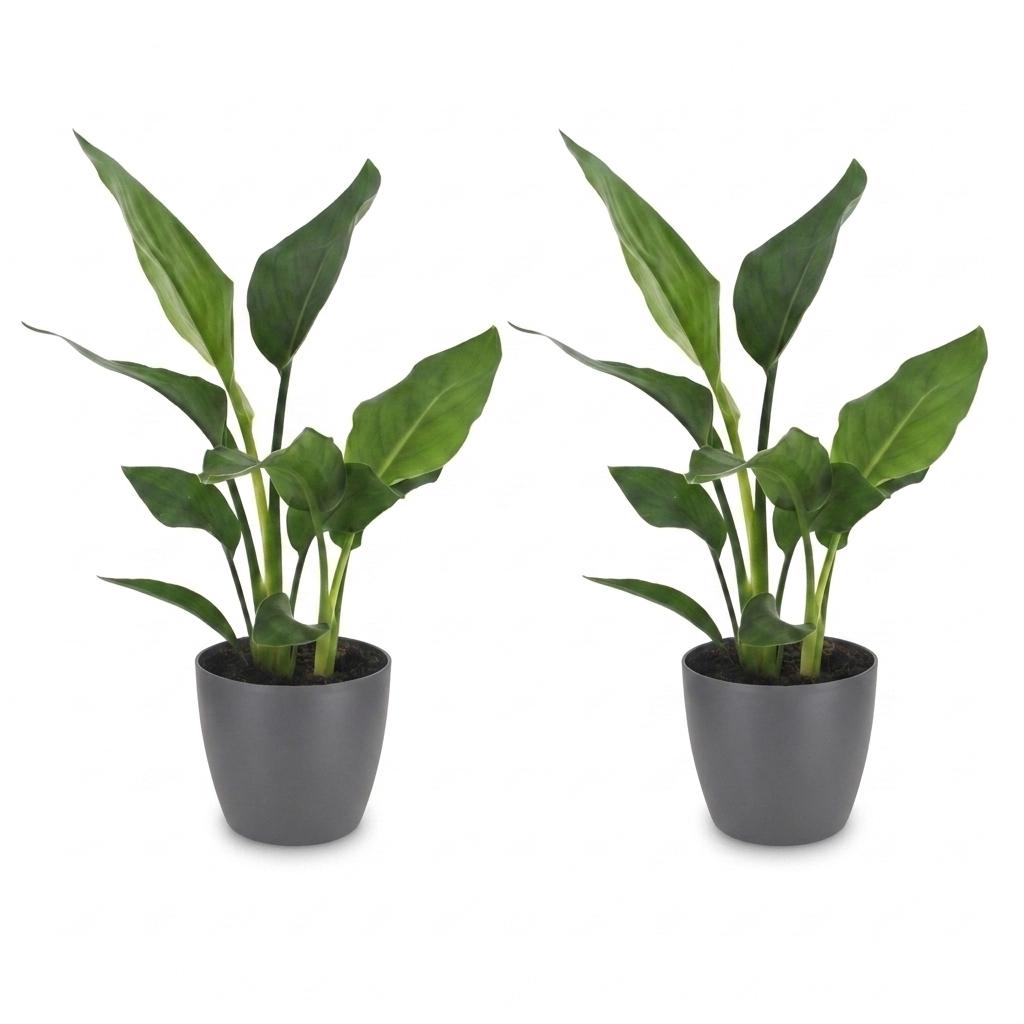 Strelitzia Reginea - Paradijsvogelbloem - 2x - met Potter Grijs - Pot 12cm - Hoogte - 35cm