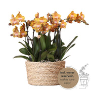 Kolibri Orchids | Juego de orquídeas naranjas en cesta de mimbre con depósito de agua incluido | Tres orquídeas naranjas Las Vegas de 12 cm | Ramo individual naranja con depósito de agua incorporado.