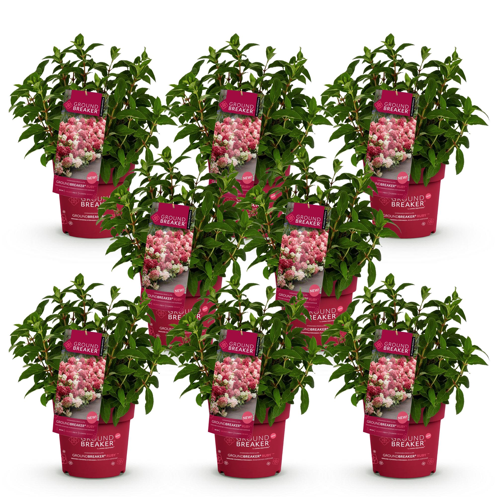Hydrangea panniculata Groundbreaker Ruby - Pluimhortensia - Winterhard - Rood - 8 Planten - Pot 14cm - Hoogte 20-25cm