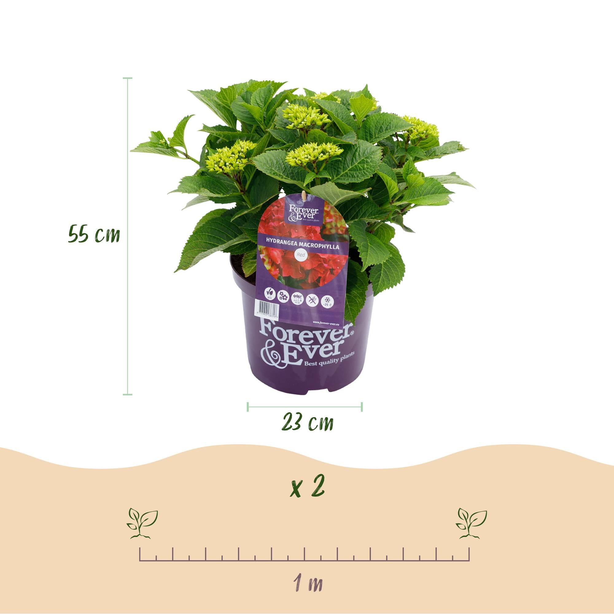 Green boutiQ - Pianta da patio - Ortensia - Ortensia Forever & Ever - Rossa - 7-12 fiori - 2 piante - Vaso 23 cm Altezza 55 cm
