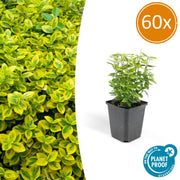 60x Euonymus fort. 'Emerald 'n Gold' - ↕10-25cm - Ø9cm