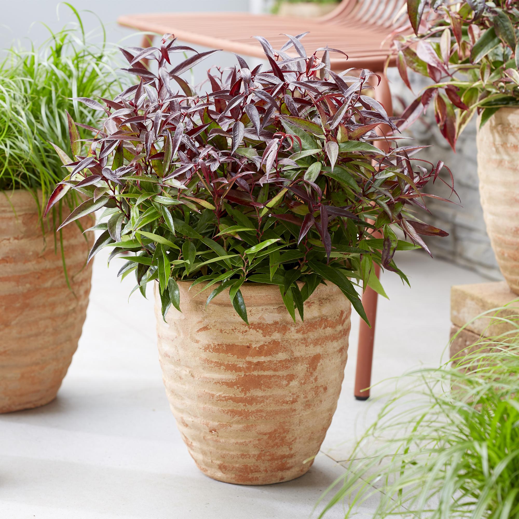 Leucothoe Burning Love - Rood - 1 Plant -  Groenblijvend - Weinig Onderhoud - Pot 17cm Hoogte 45cm