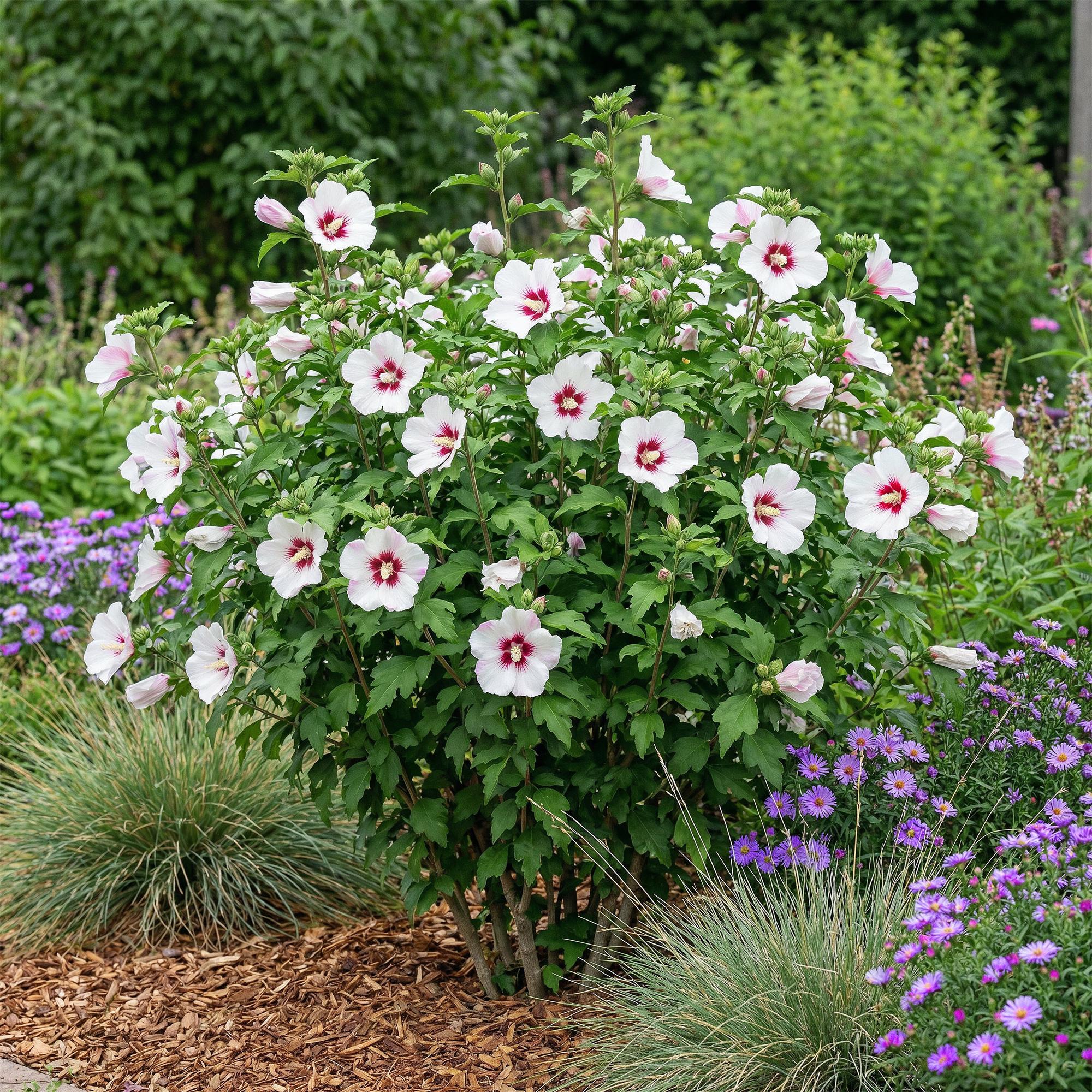 Hibiscus syriacus Hamabo - Tuin Hibiscus - Winterhard - Wit - Roze - 3 Planten - Pot 17cm - Hoogte 45cm