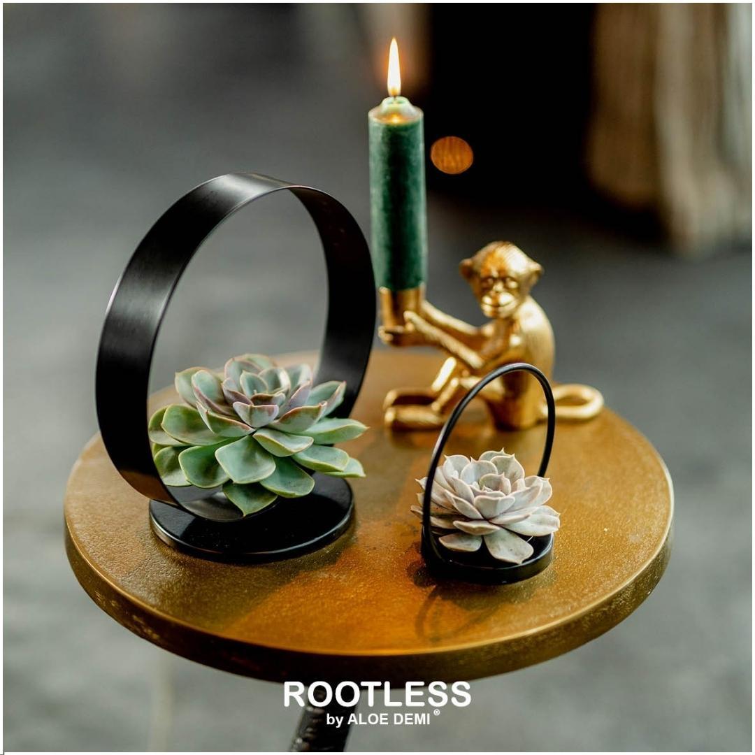 ROOTLESS Succulent Echeveria Pulidonis on Deco table stand Ø20 cm - ↕20 cm