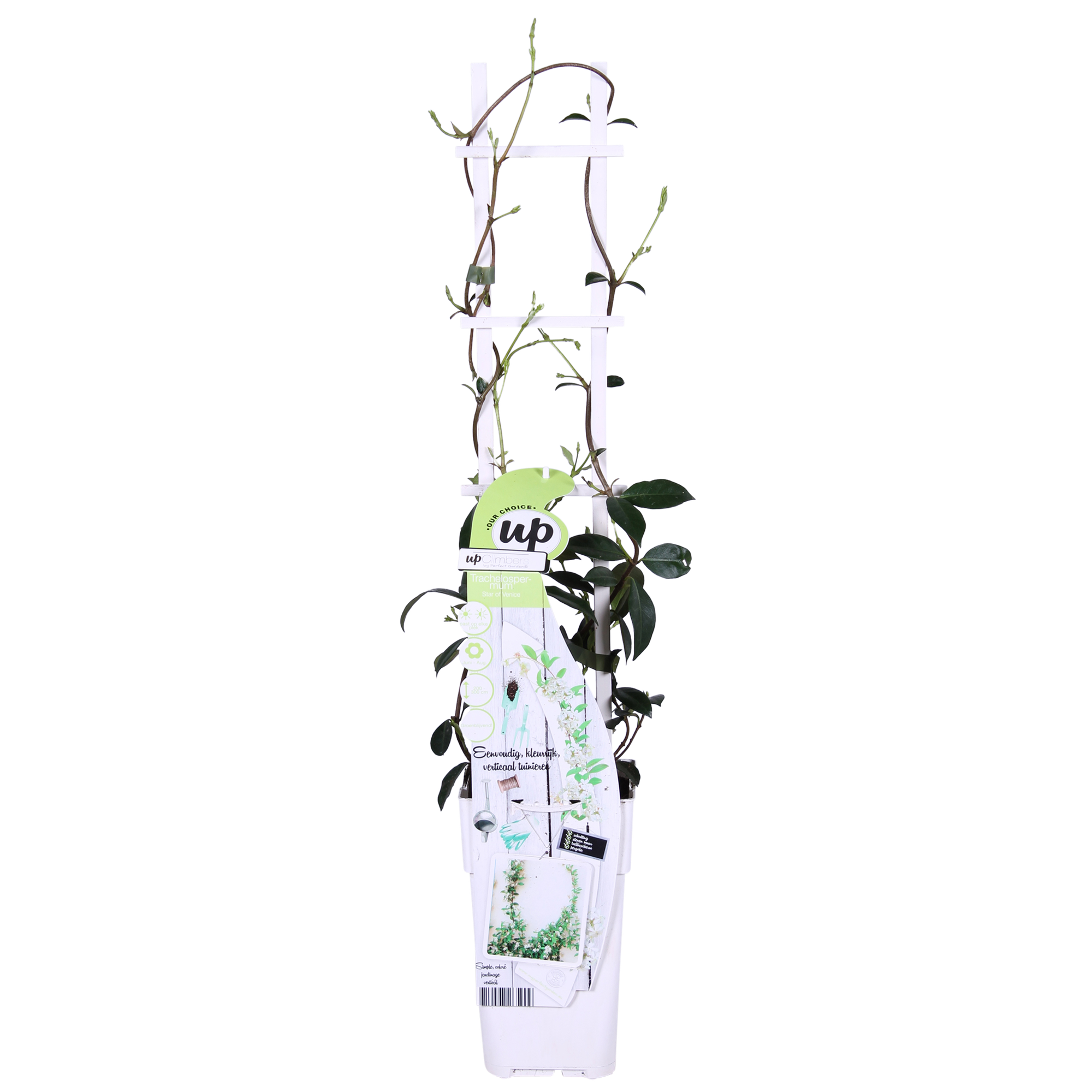 Trachelospermum 'Estrella de Venecia' - Jazmín blanco toscano - Ø15 cm - ↕65 cm