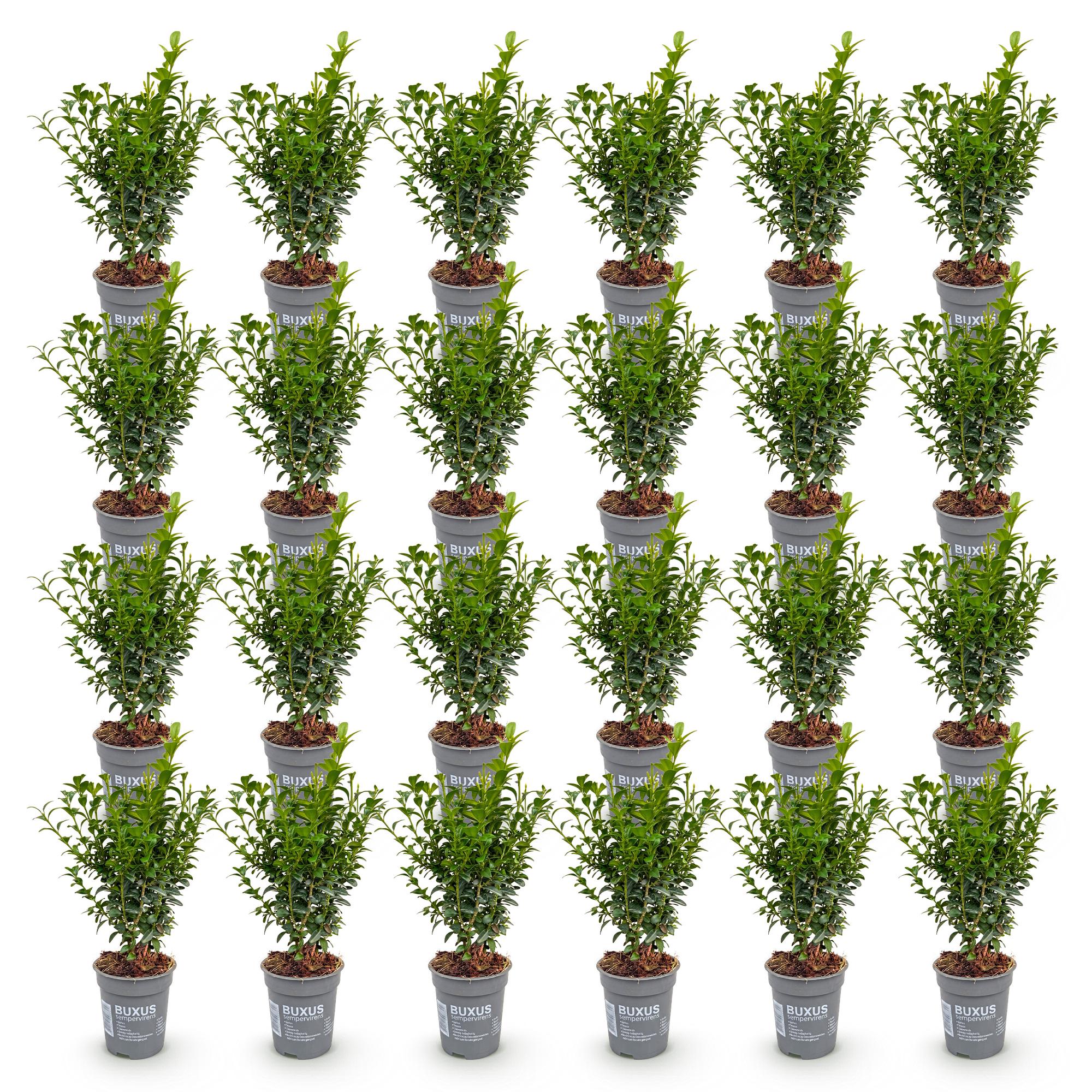 Buxus sempervirens - 24x - Haagplanten - Groenblijvend - Groen - Pot 9cm - Hoogte 20-25cm