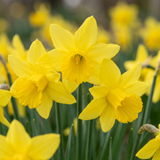 60 bulbes de narcisses « February Gold » (jaunes, floraison printanière, calibre 10/12).