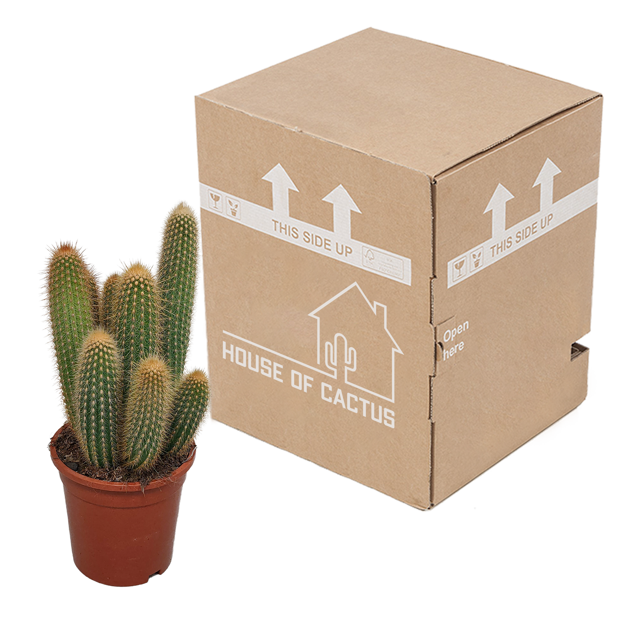 Vatricania guentheri 17 cm - without pot