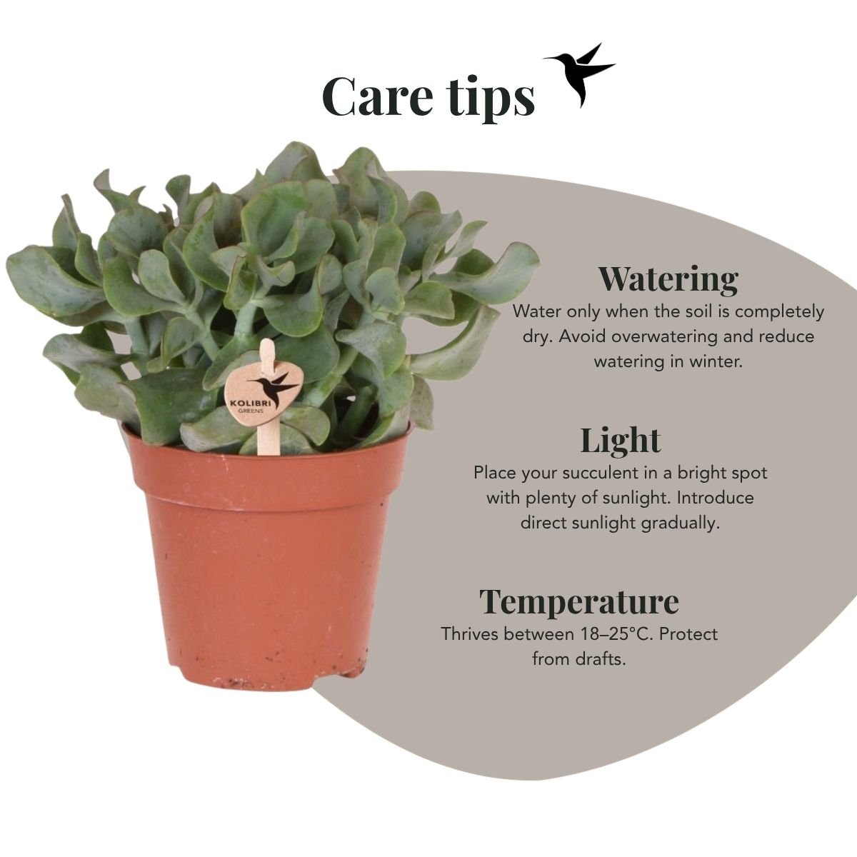Kolibri Greens | Vetplant Crassula Arborescens - Ø12cm