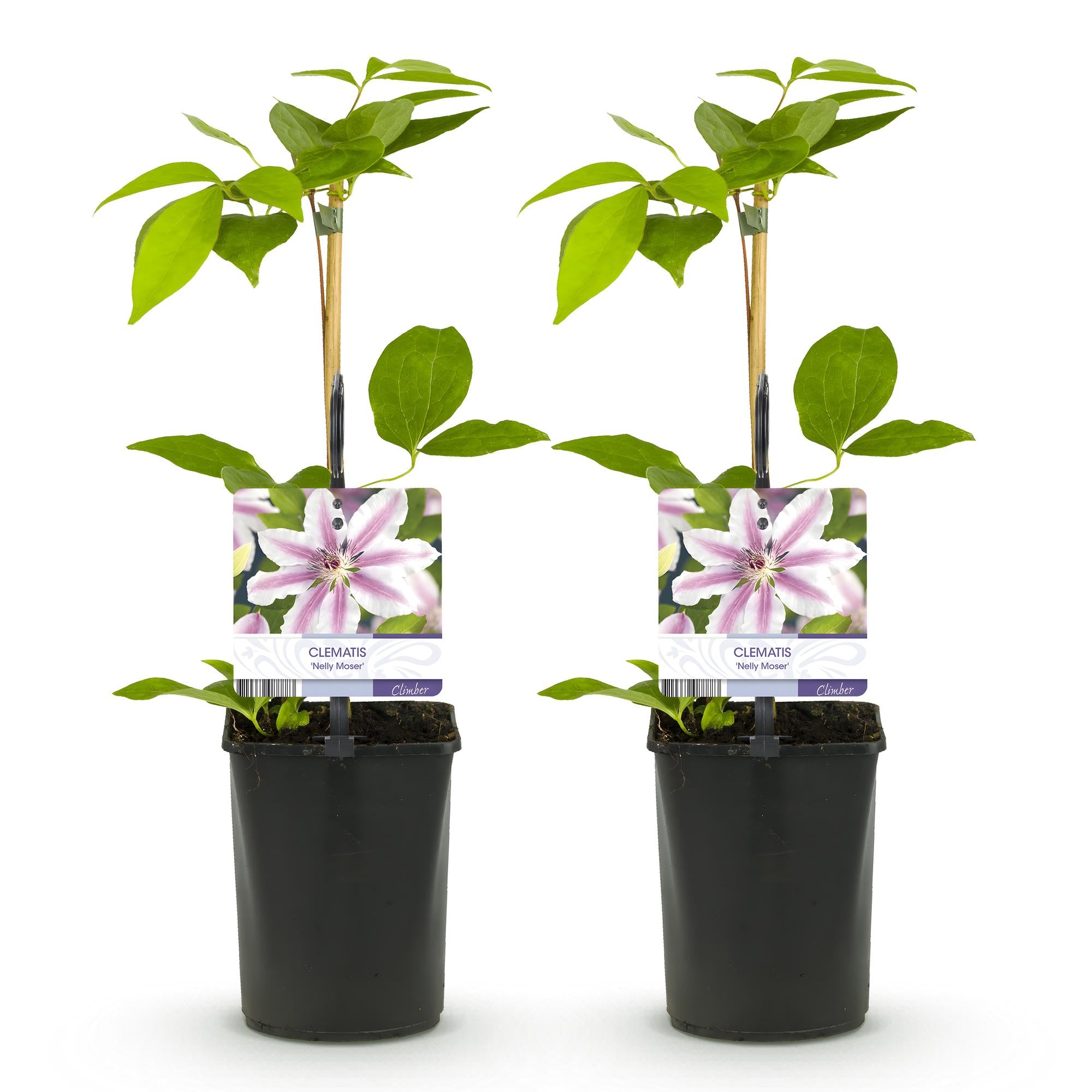 Green boutiQ – Kletterpflanze – Clematis 'Nelly Moser' – Rosa Blüte – Pflegeleicht – 2 Pflanzen – Topf 11 cm, Höhe 40 cm