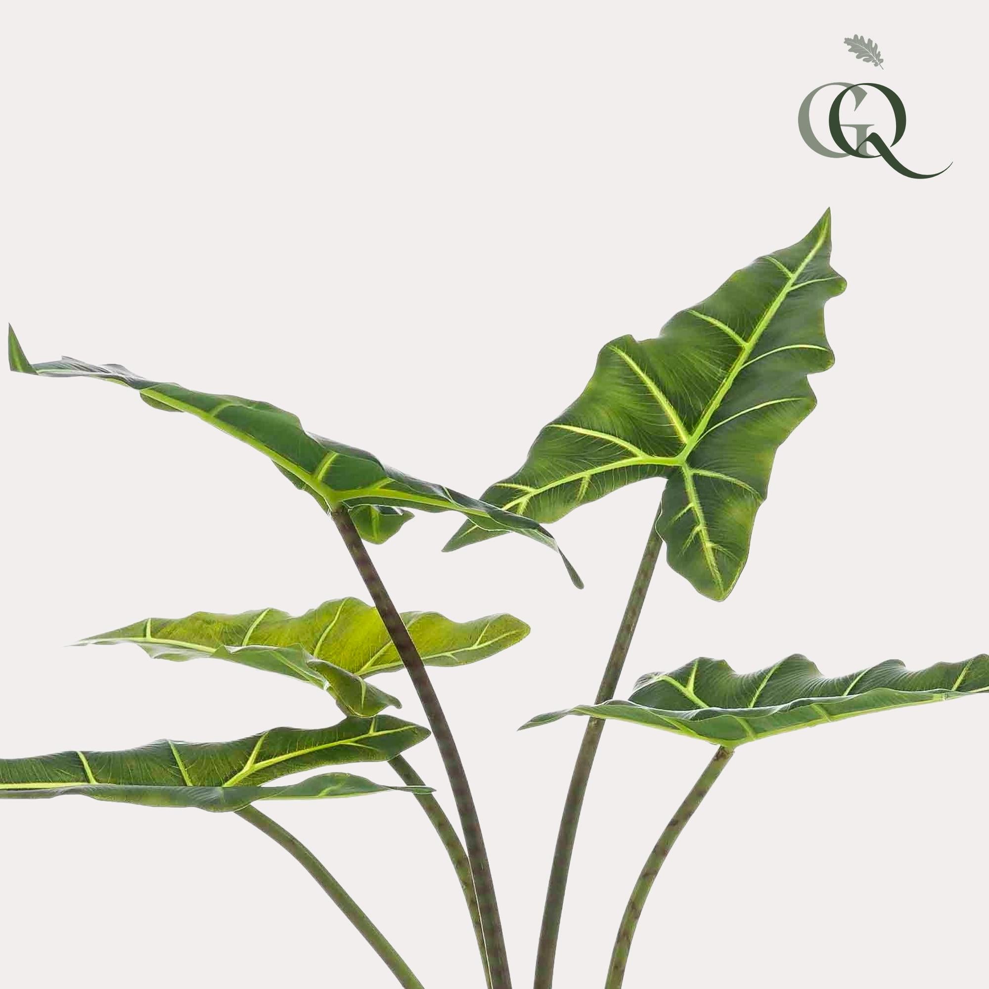 Artificial plant - Alocasia Frydek - Elephant Ear - 80 cm