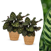 Calathea Makoyana - Pauwenplant - 2 Planten - met Mand - Pot 12cm - Hoogte - 25cm