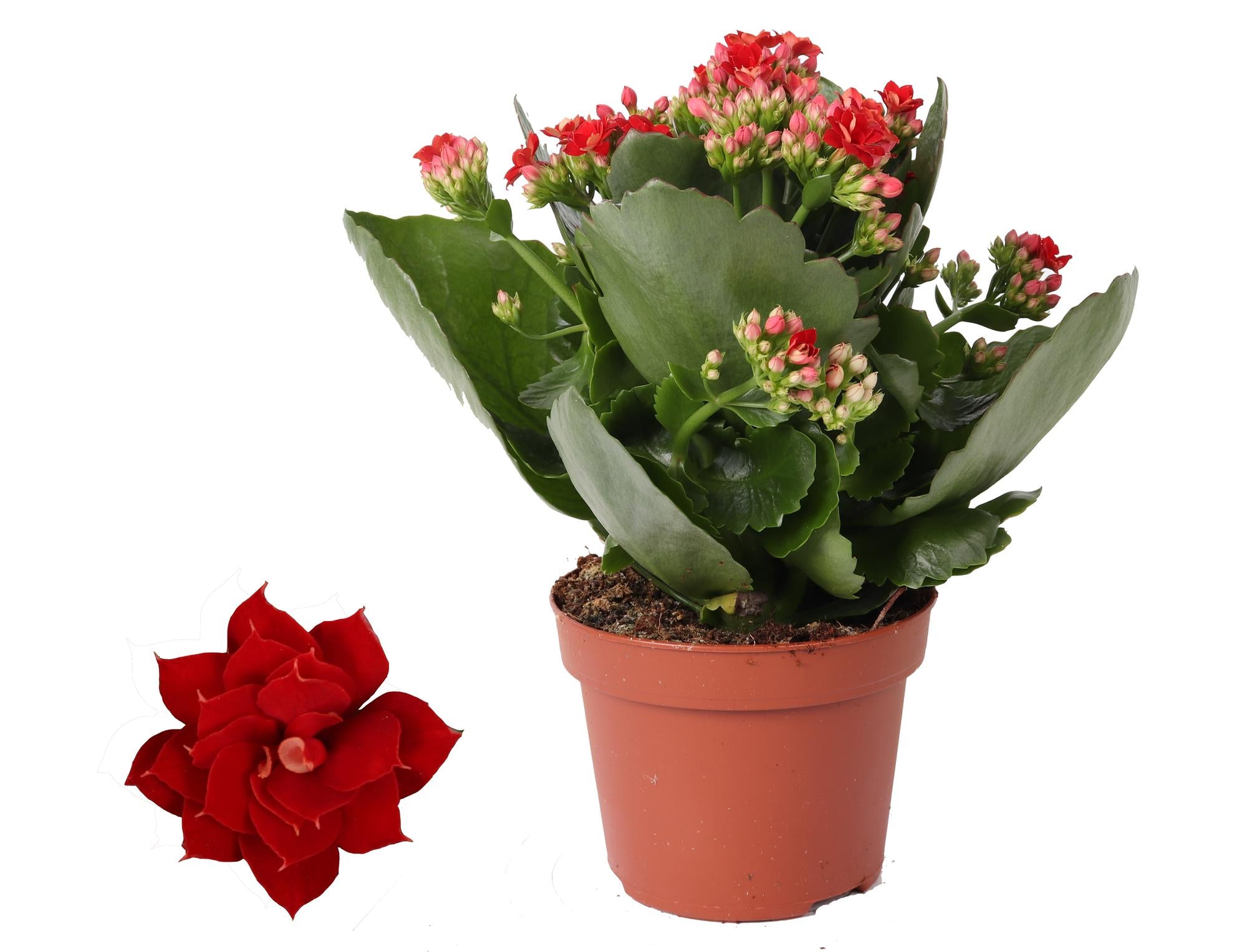 Kalanchoe Rosalina Don Justino Rosso - Ø12cm - ↕27cm
