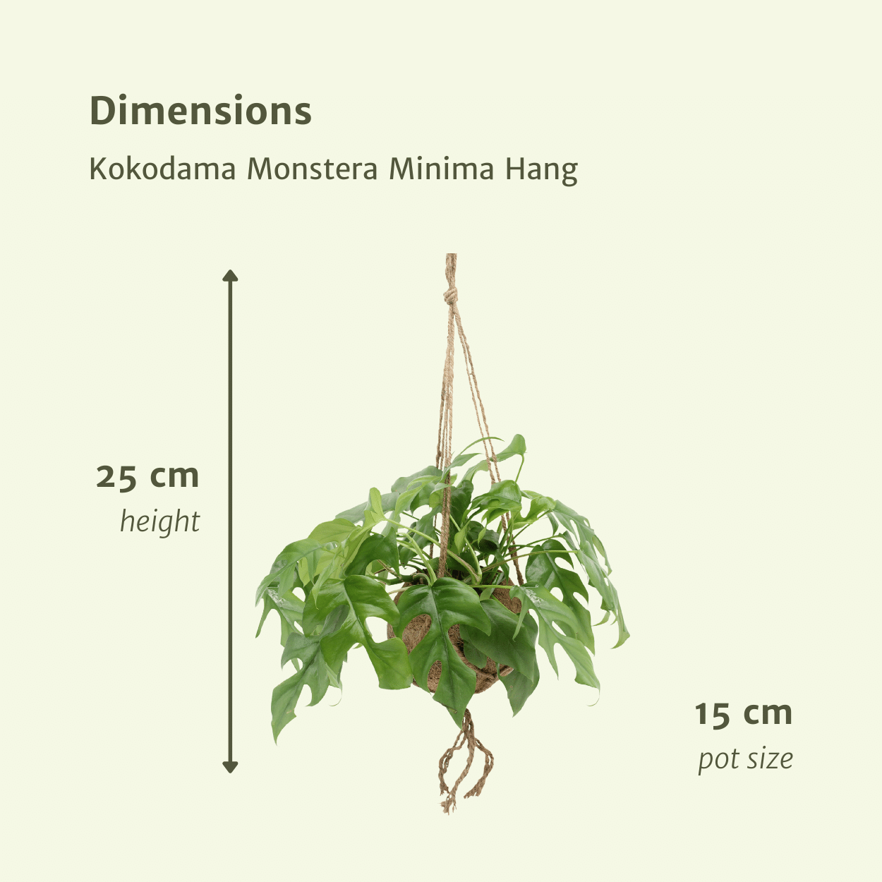 Kokodama Monstera Minima Hängepflanze (Fensterblatt) - 2 Stück - Ø 15 cm - ↕ 25 cm