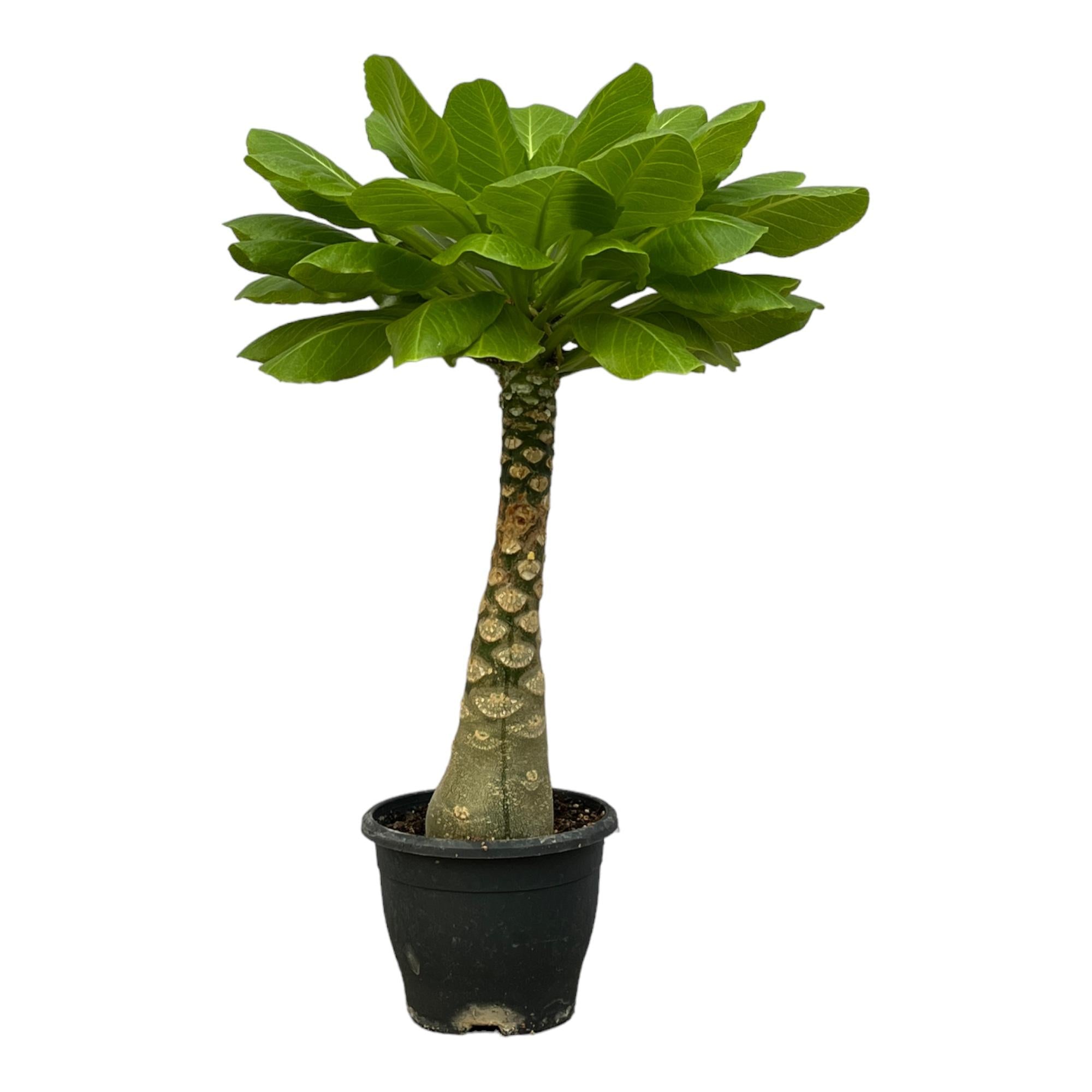 Brighamia Insignis - 25 cm - Ø12cm