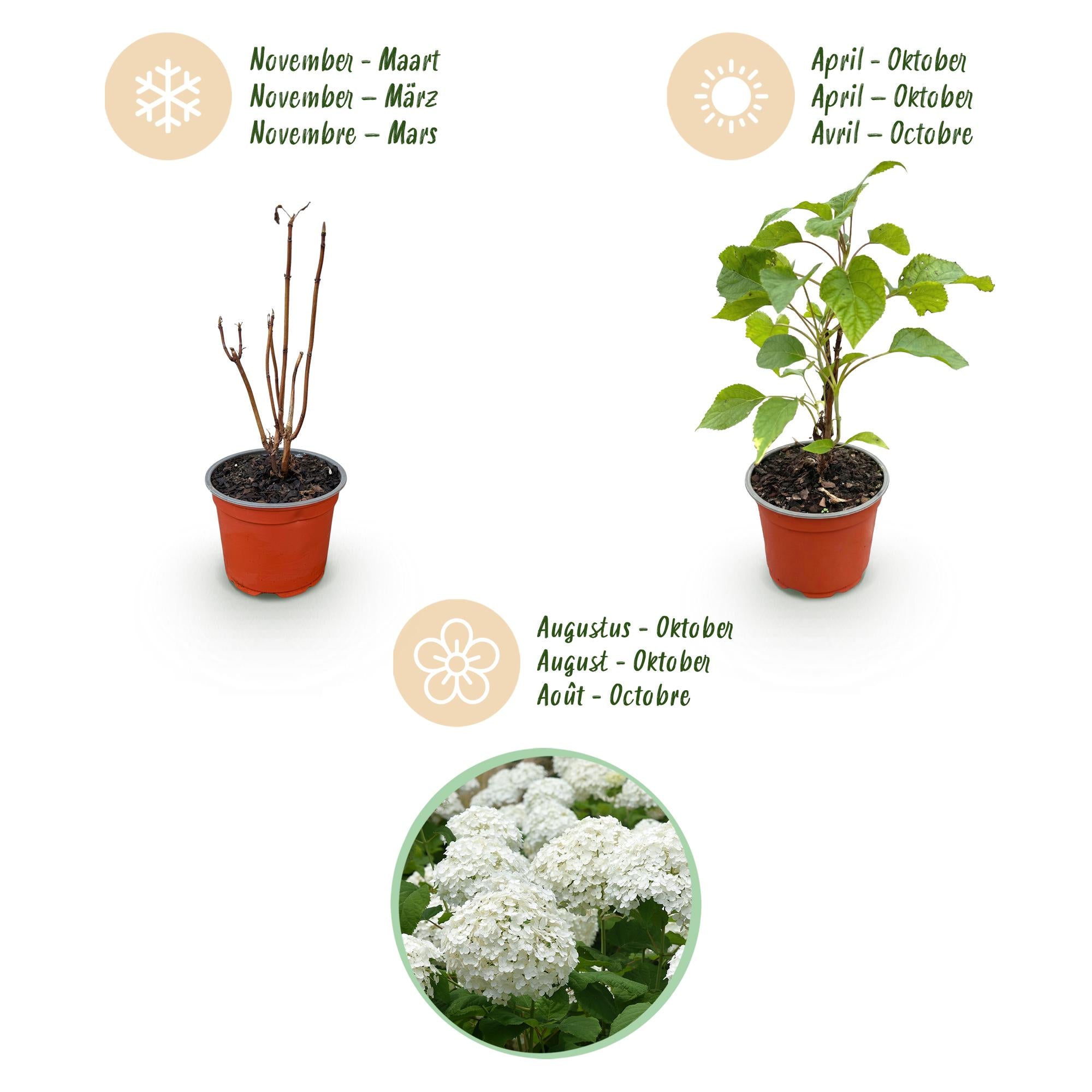 Hydrangea arborescens Annabelle - Hortensia - Winterhard - Wit - 1 Plant - Pot 12cm - Hoogte Hoogte 20-30cm