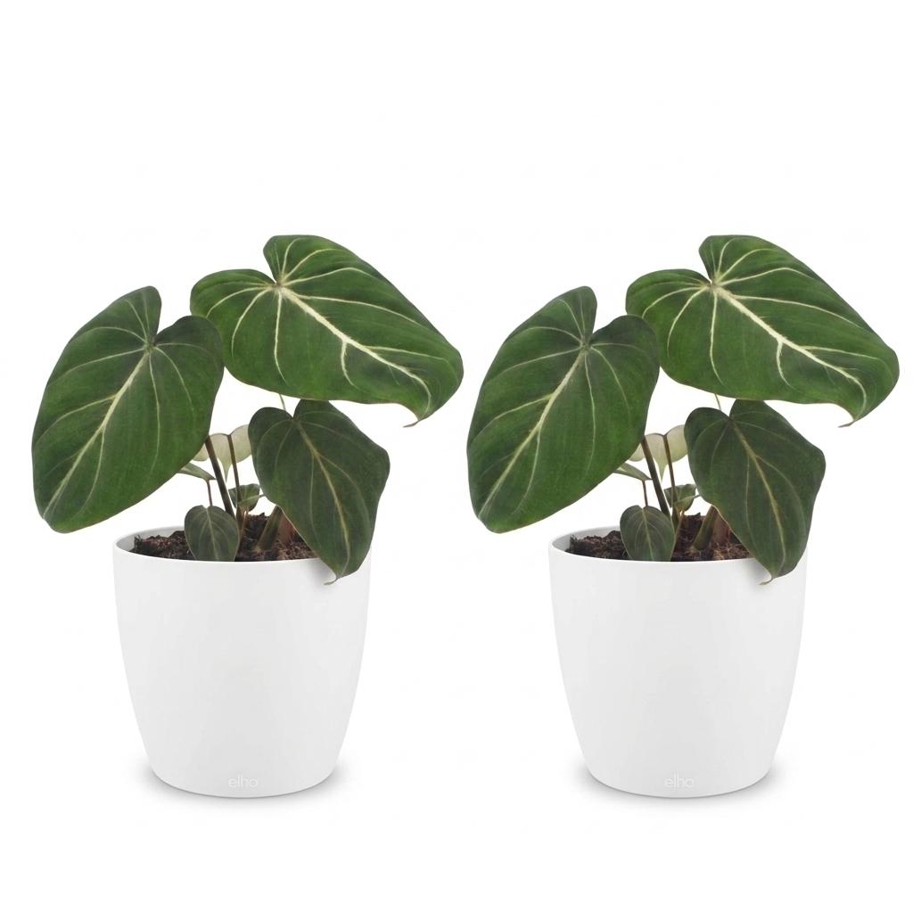 Philodendron Gloriosum - 2x - met Potter Wit - Pot 12cm - Hoogte 25cm