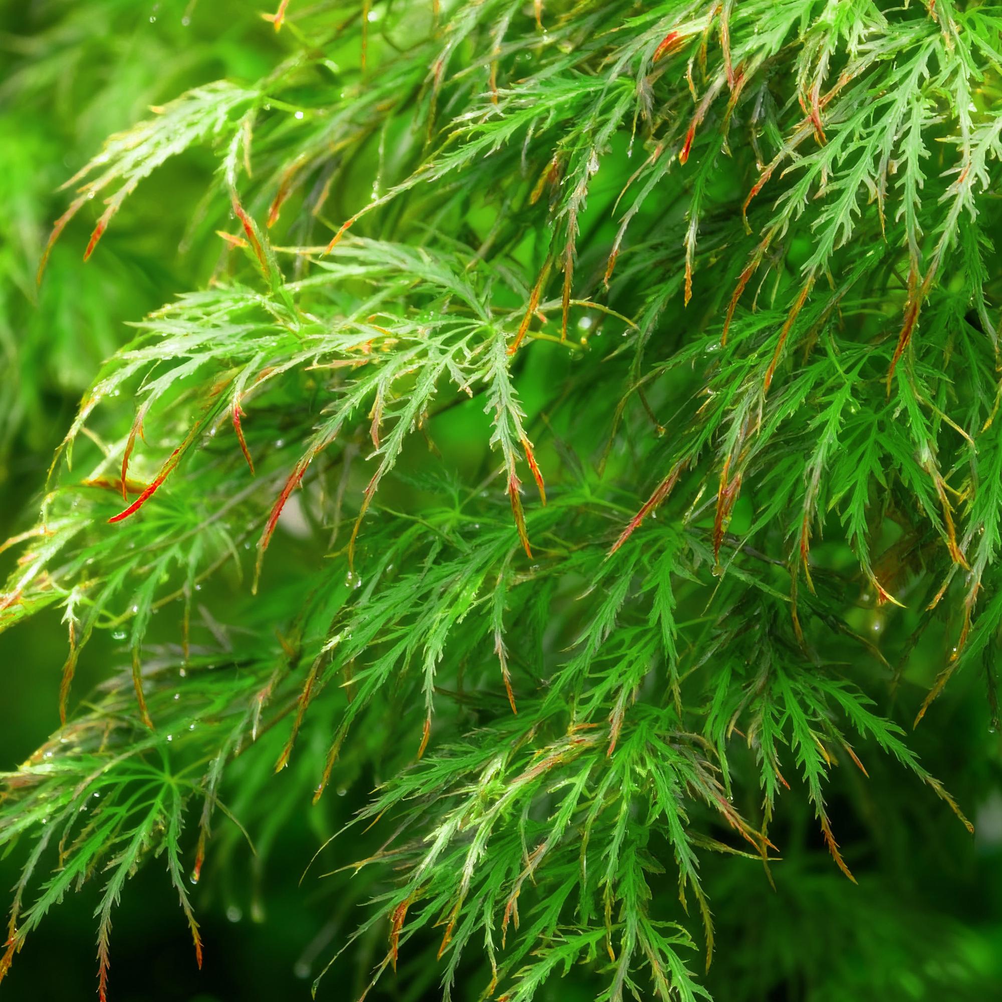 Acer palmatum Emerald Lace - Groen - 1 Plant - Bladverliezend - Weinig Onderhoud - Pot 12cm Hoogte 35cm