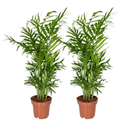 Chamaedorea Elegans (Mexican Mountain Palm) - 2 pieces - Ø12cm - ↕40cm