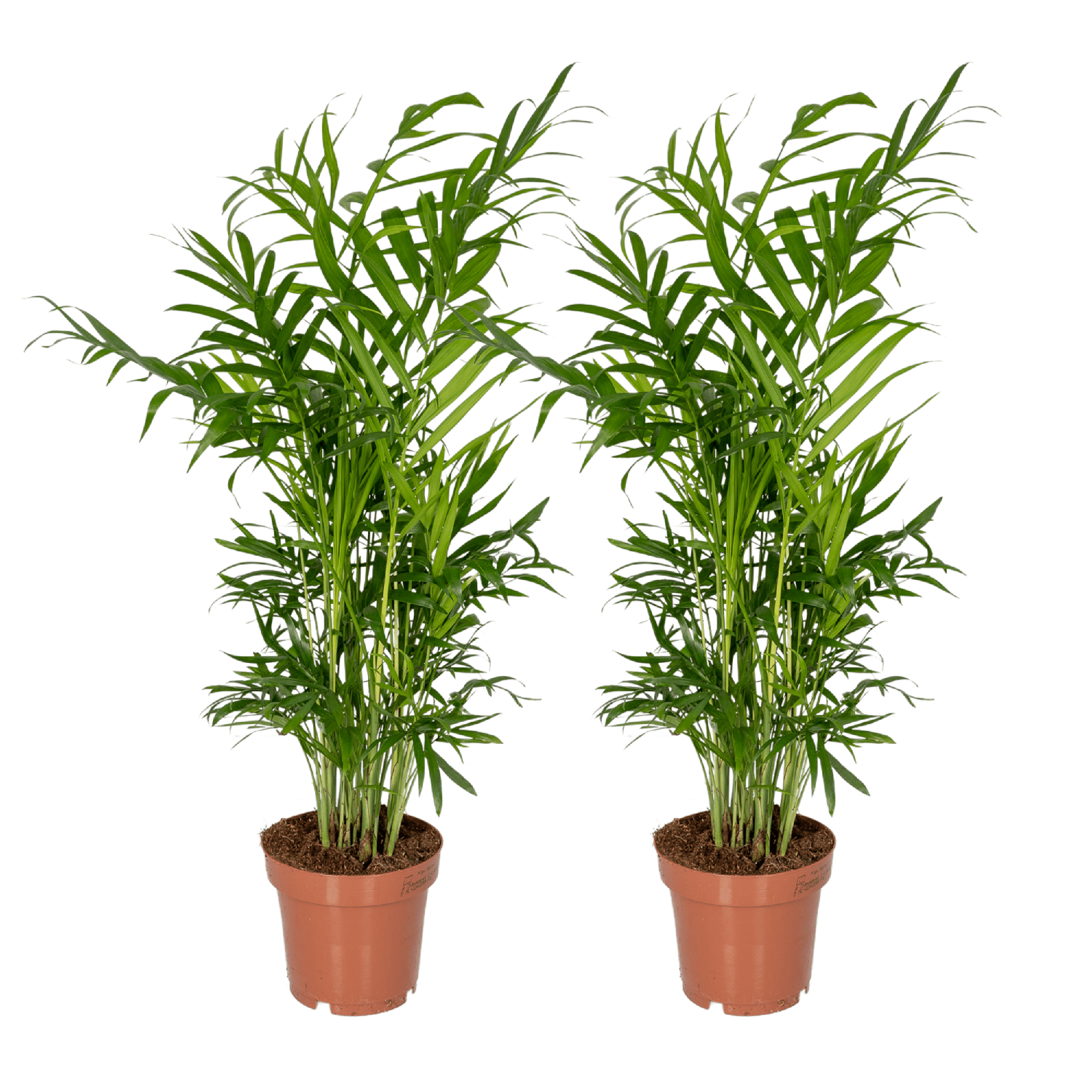 Chamaedorea Elegans (Mexican Mountain Palm) - 2 pieces - Ø12cm - ↕40cm