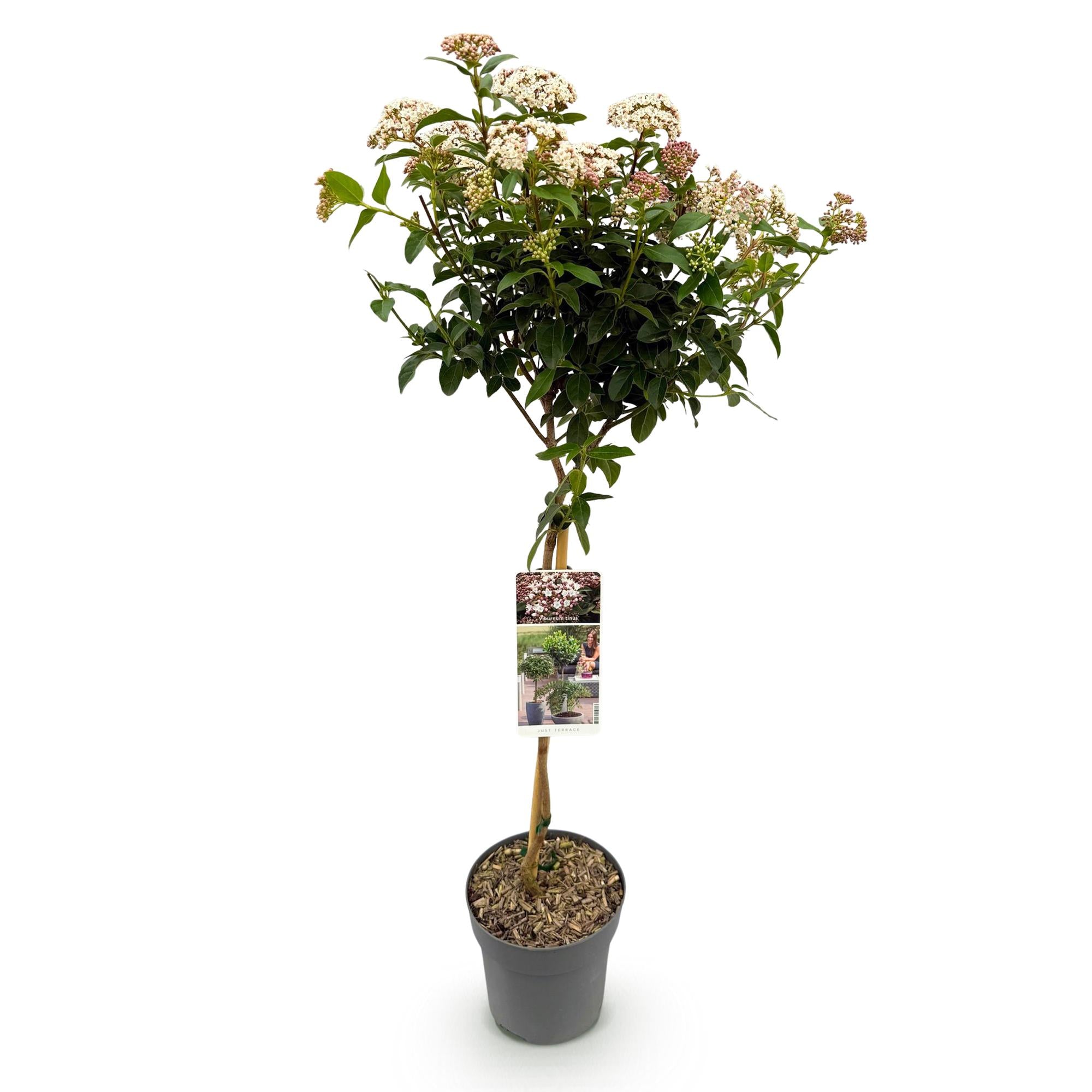 Viburnum tinus - Terras Plant - Bladhoudend - Winterhard - Wit-Roze Bloem - Pot 19cm Hoogte 90cm
