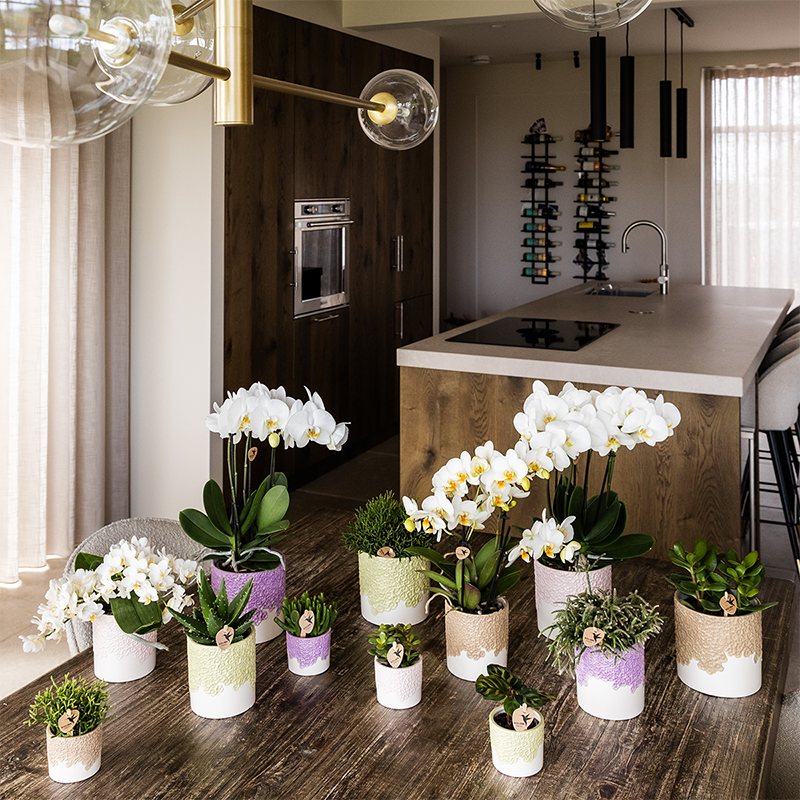 Kolibri Home | Bloom sierpot - Green - Ø9cm