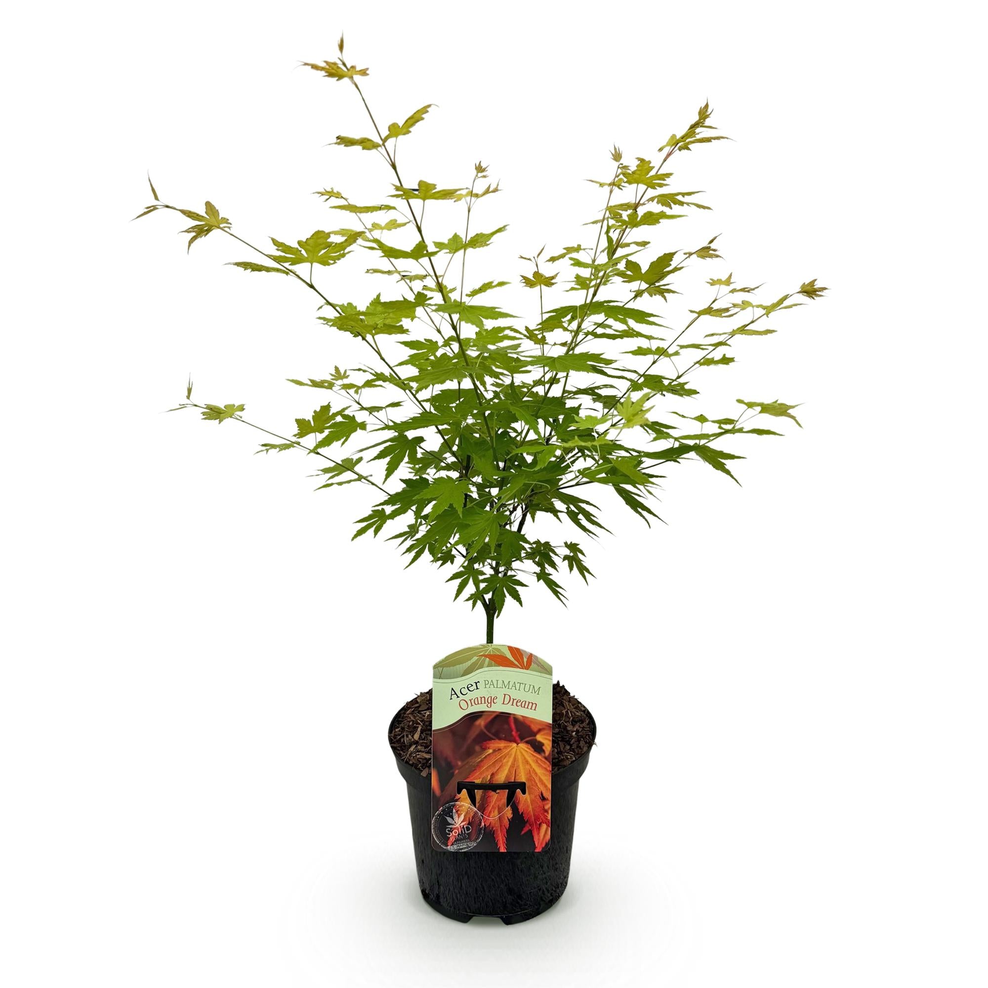 Green boutiQ - Pianta da patio - Acero giapponese - Acer palmatum Orange Dream - Arancione - 1 pianta - Decidua - Vaso 19 cm Altezza 70 cm
