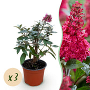 Buddleja davidii Butterfly Candy Little Ruby - Vlinderstruik - Compact - Rood - 3 Planten - Pot 12cm - Hoogte 20-25cm