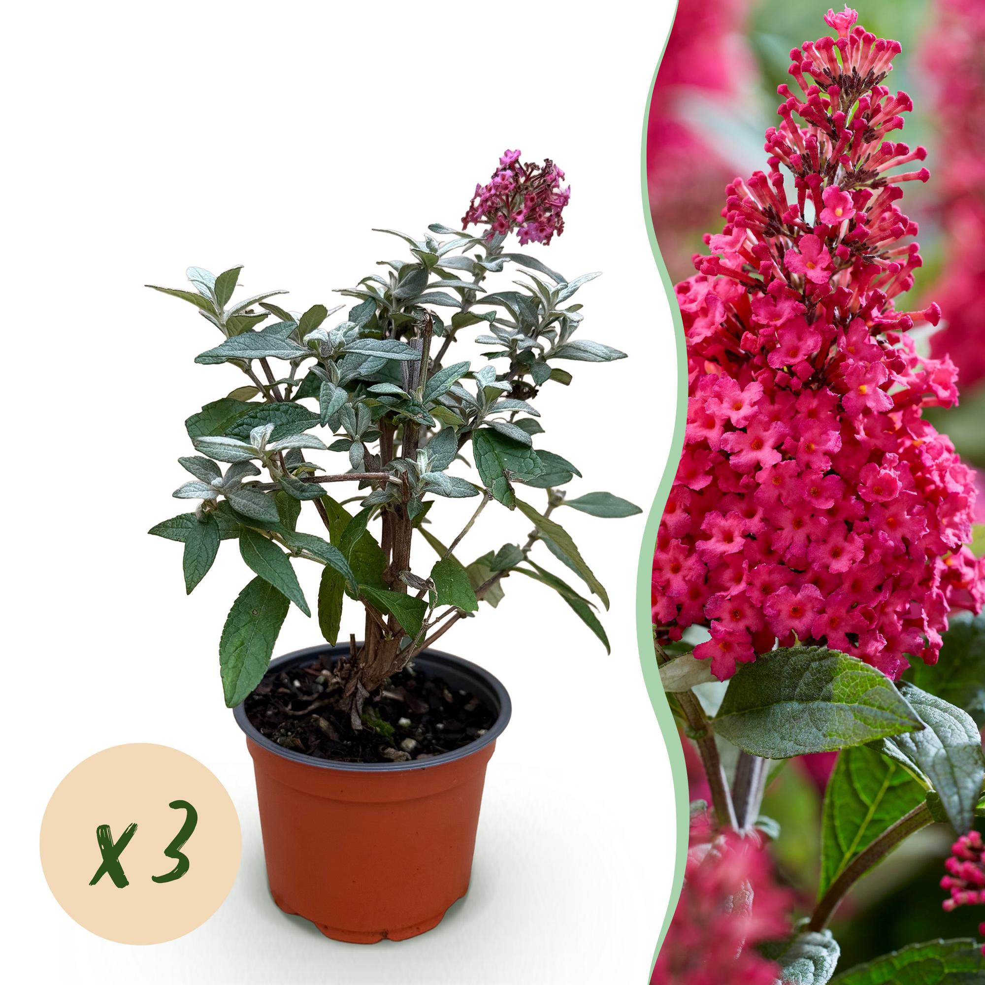 Buddleja davidii Butterfly Candy Little Ruby - Vlinderstruik - Compact - Rood - 3 Planten - Pot 12cm - Hoogte 20-25cm