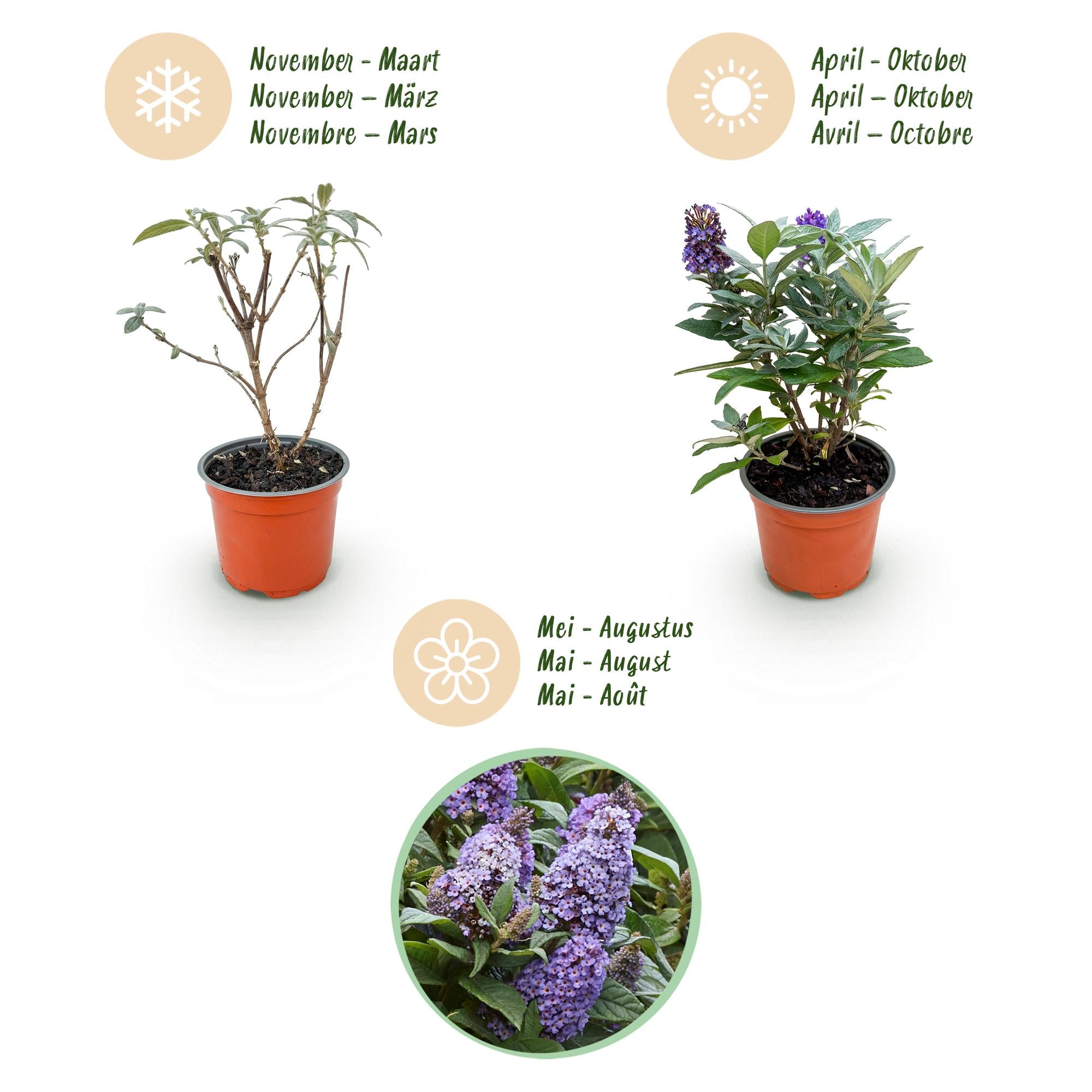 Buddleja davidii Butterfly Candy Little Lila - Vlinderstruik - Compact - Lila - 3 Planten - Pot 12cm - Hoogte 20-25cm
