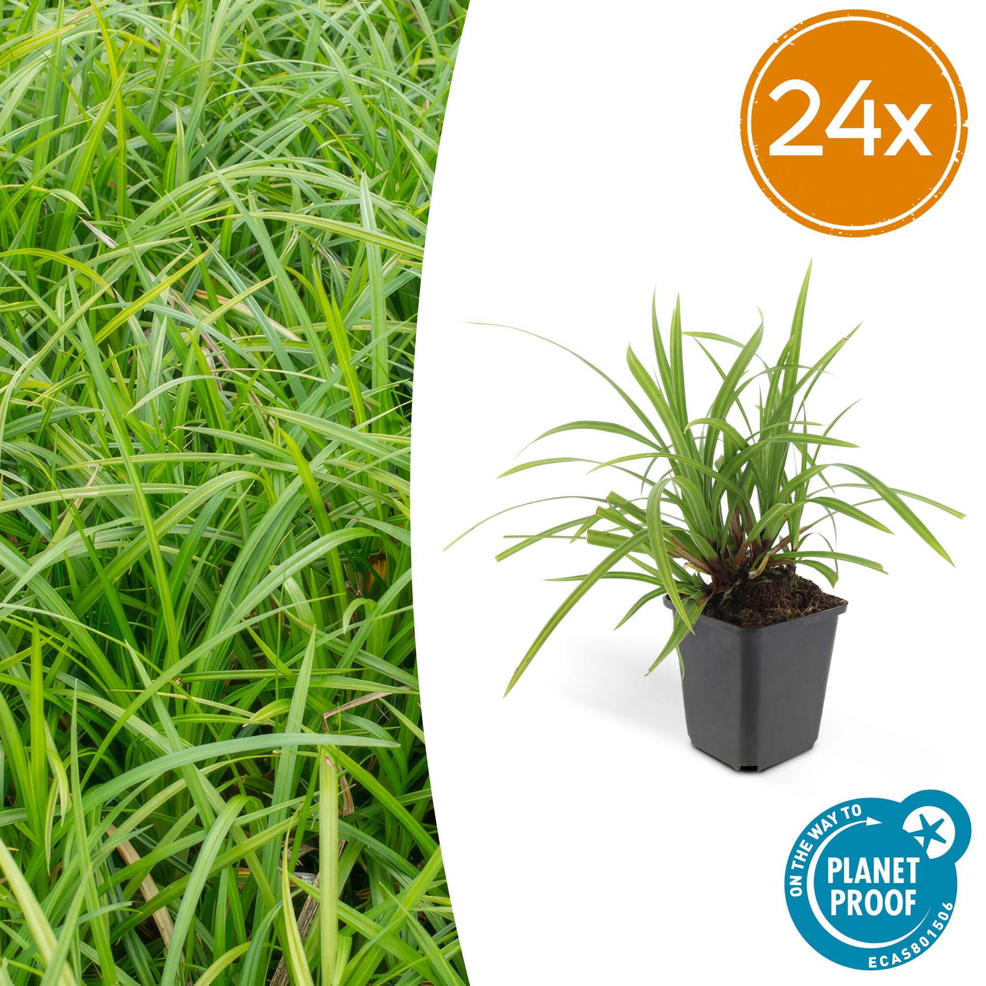 24 Carex morrowii 'Irish Green' - ↕10-25cm - Ø9cm