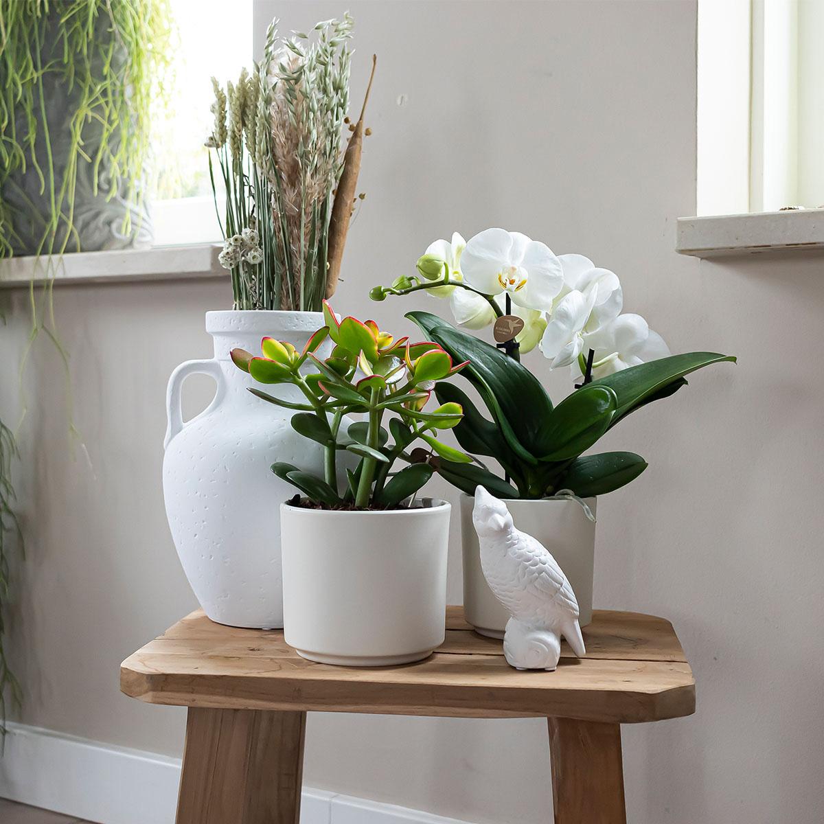 Kolibri Home | Simplicity flowerpot - Vaso decorativo in ceramica - Bianco - 9 cm