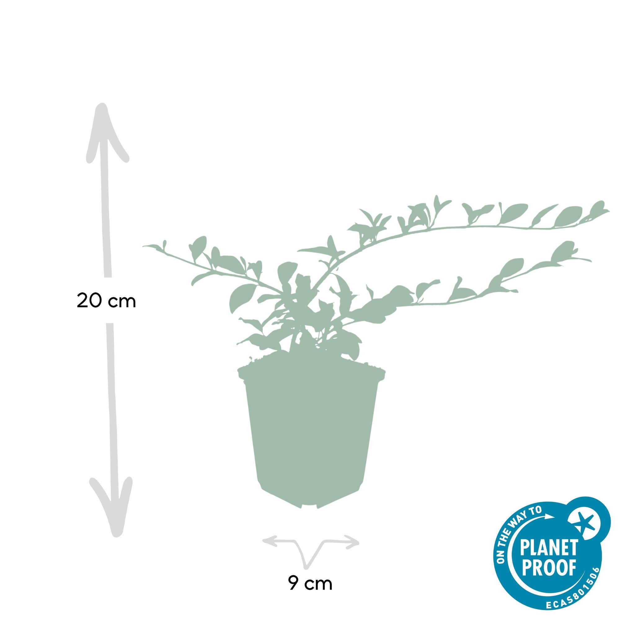 48x Cotoneaster dam. 'Major' - ↕25cm - Ø9cm